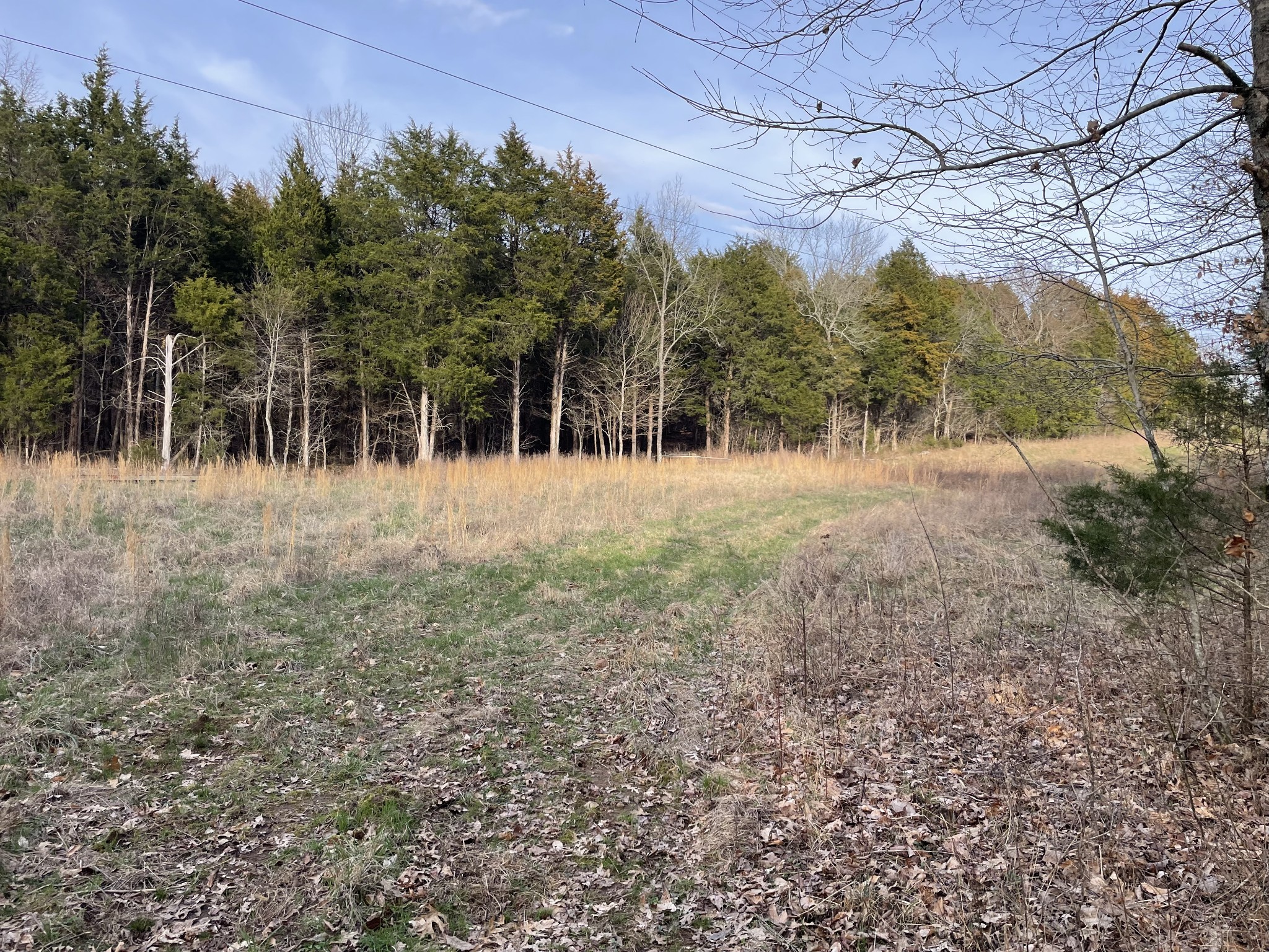 0 Johnson Branch Road Williamsport, TN 38487 - Photo 11 of 57 a view of a yard with trees in front of it