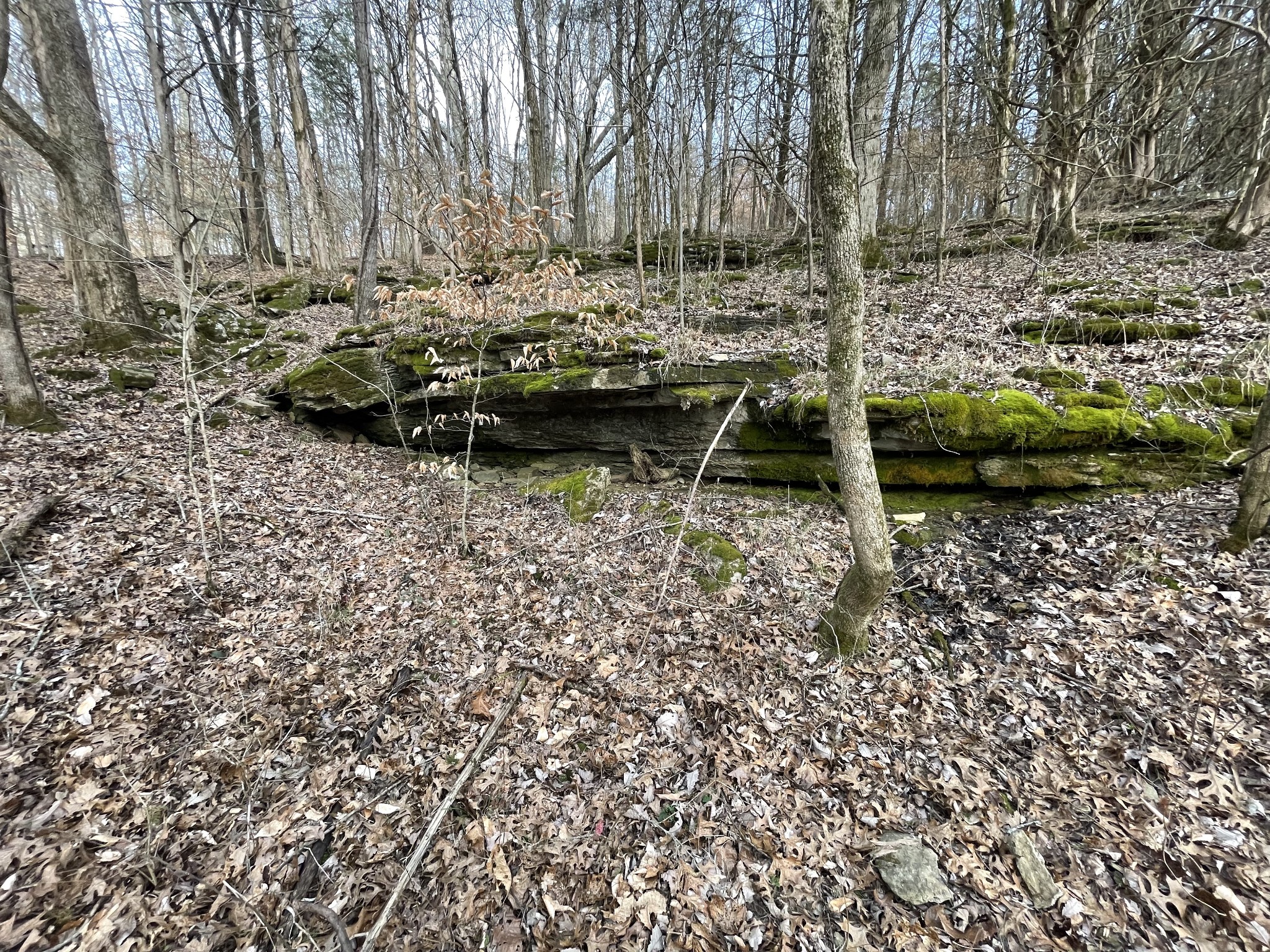 0 Johnson Branch Road Williamsport, TN 38487 - Photo 12 of 57 a view of swimming pool with a yard