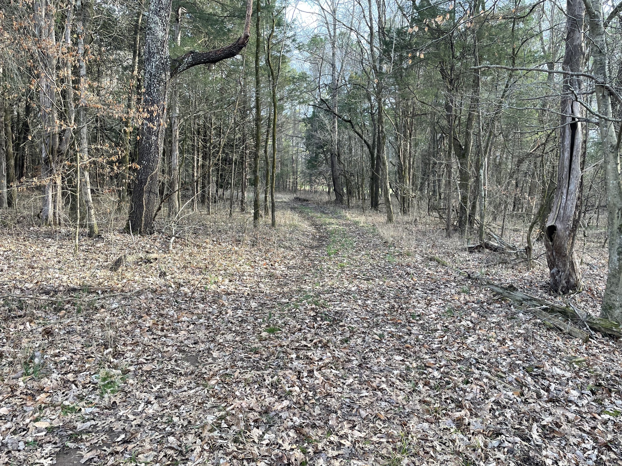 0 Johnson Branch Road Williamsport, TN 38487 - Photo 13 of 57 a view of a yard with trees