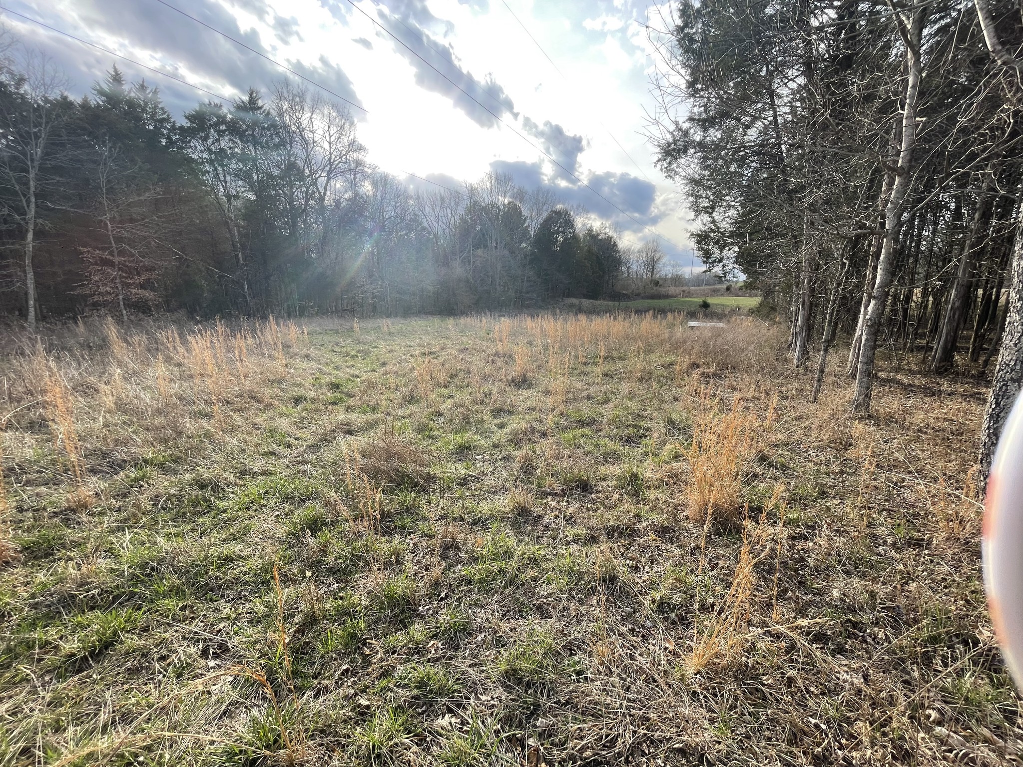 0 Johnson Branch Road Williamsport, TN 38487 - Photo 16 of 57 a view of a yard with a tree