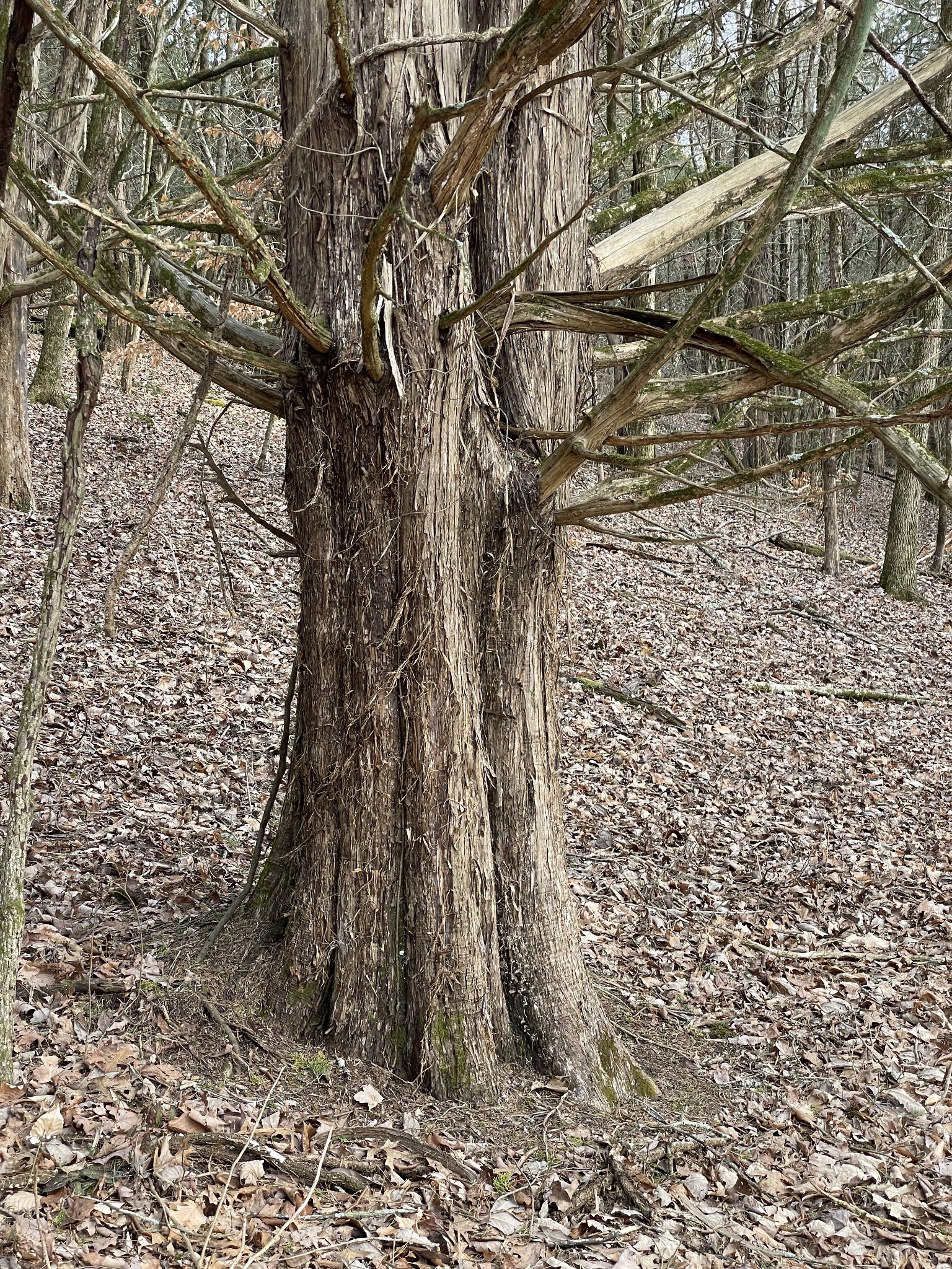 0 Johnson Branch Road Williamsport, TN 38487 - Photo 17 of 57