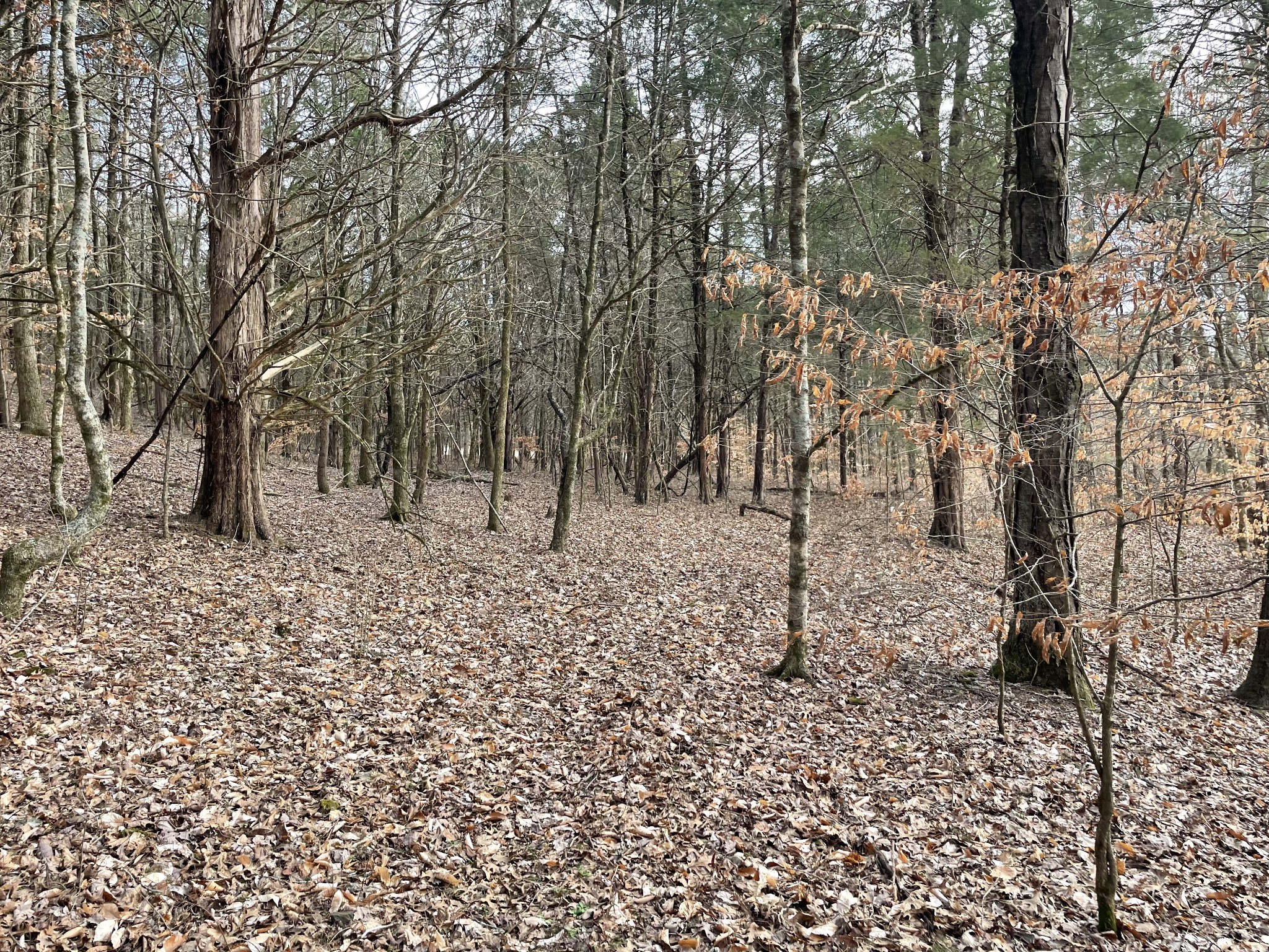 0 Johnson Branch Road Williamsport, TN 38487 - Photo 18 of 57