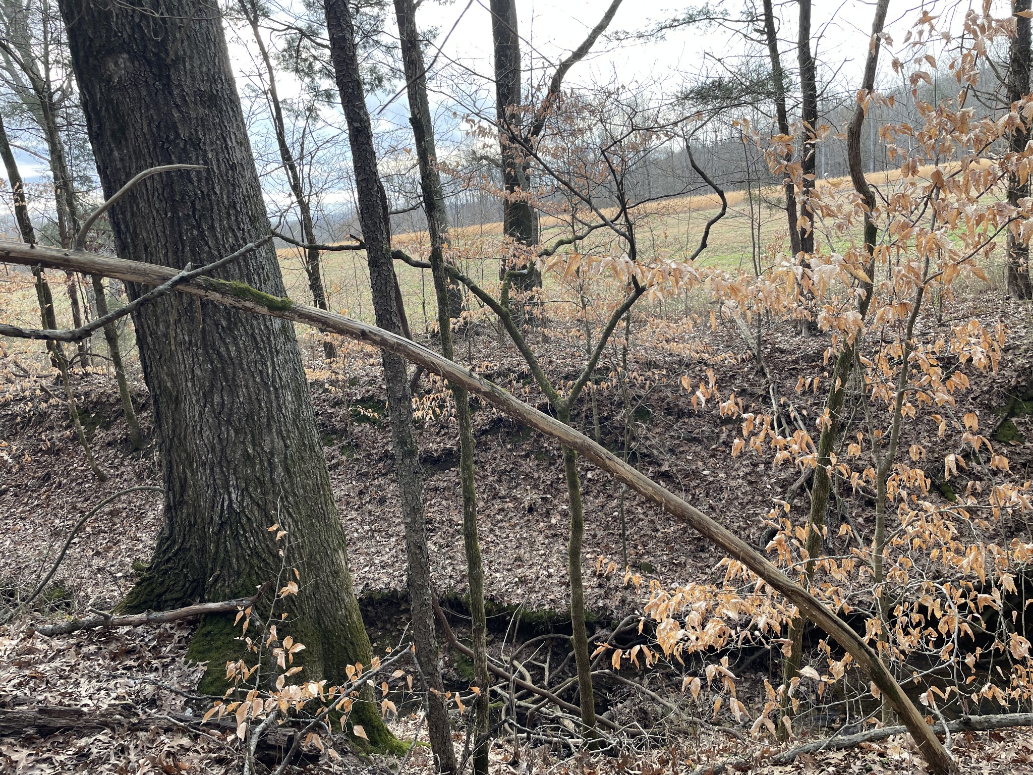 0 Johnson Branch Road Williamsport, TN 38487 - Photo 19 of 57 a view of outdoor space and yard