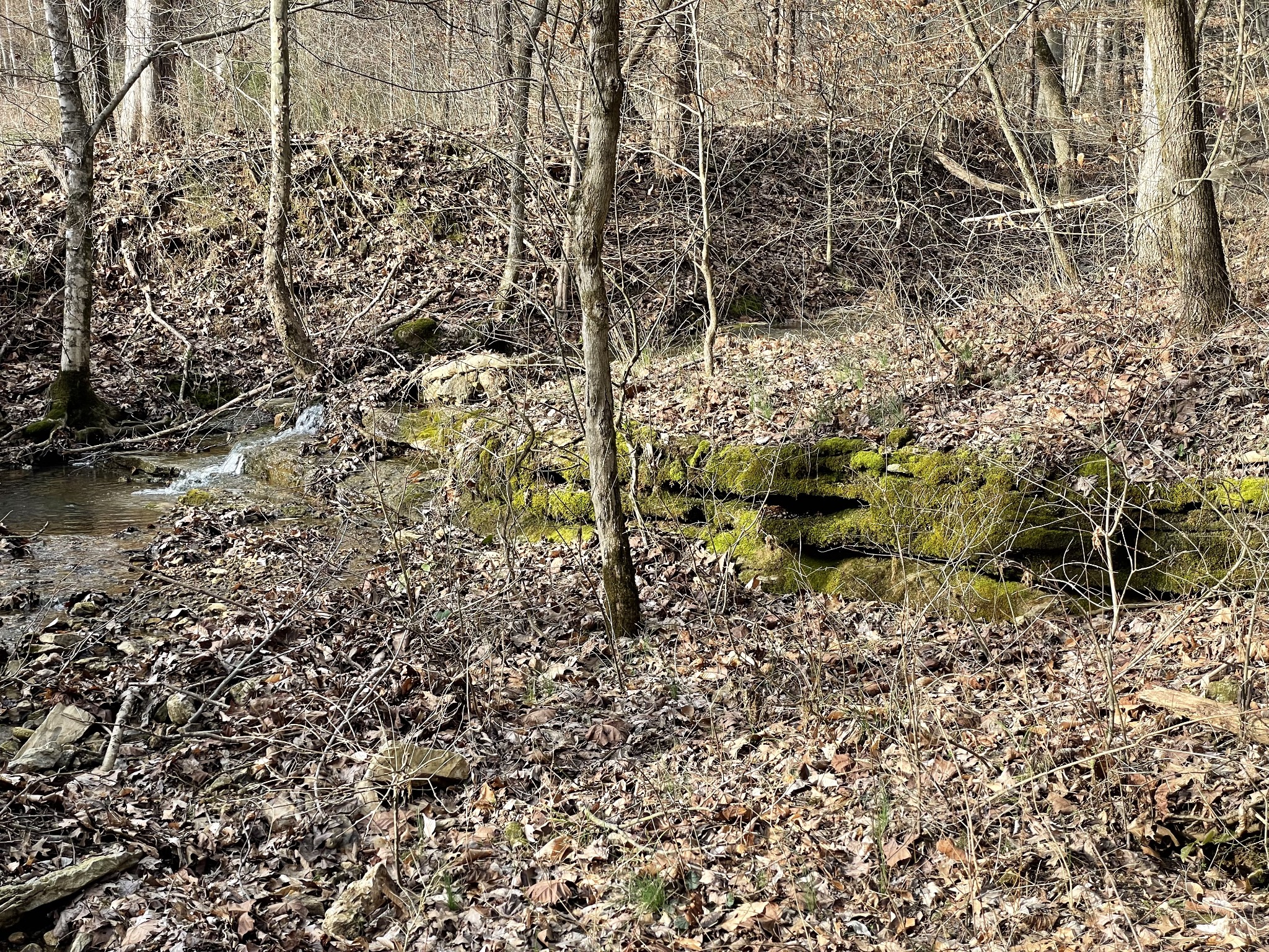 0 Johnson Branch Road Williamsport, TN 38487 - Photo 20 of 57 a view of house with green space