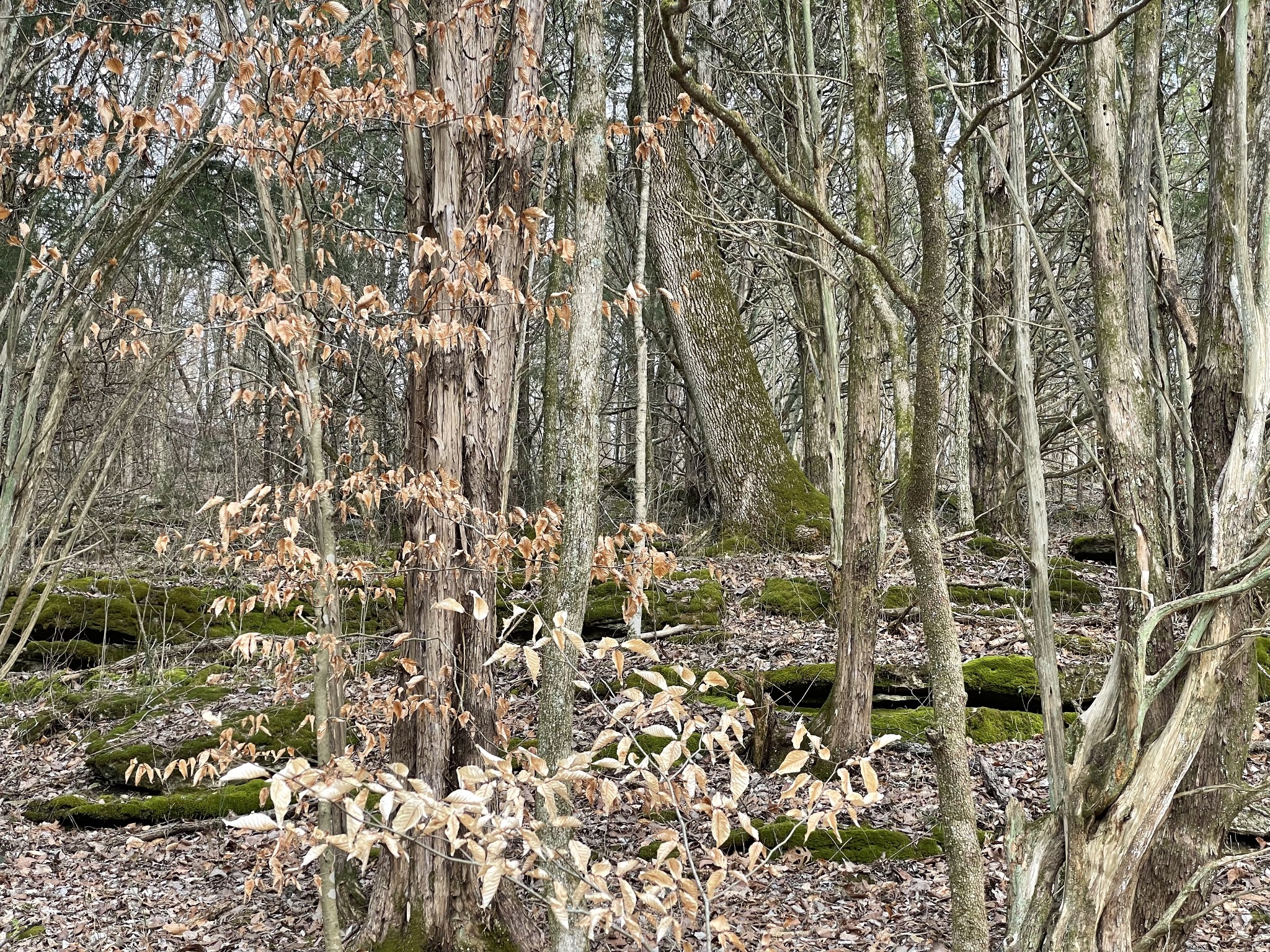 0 Johnson Branch Road Williamsport, TN 38487 - Photo 21 of 57