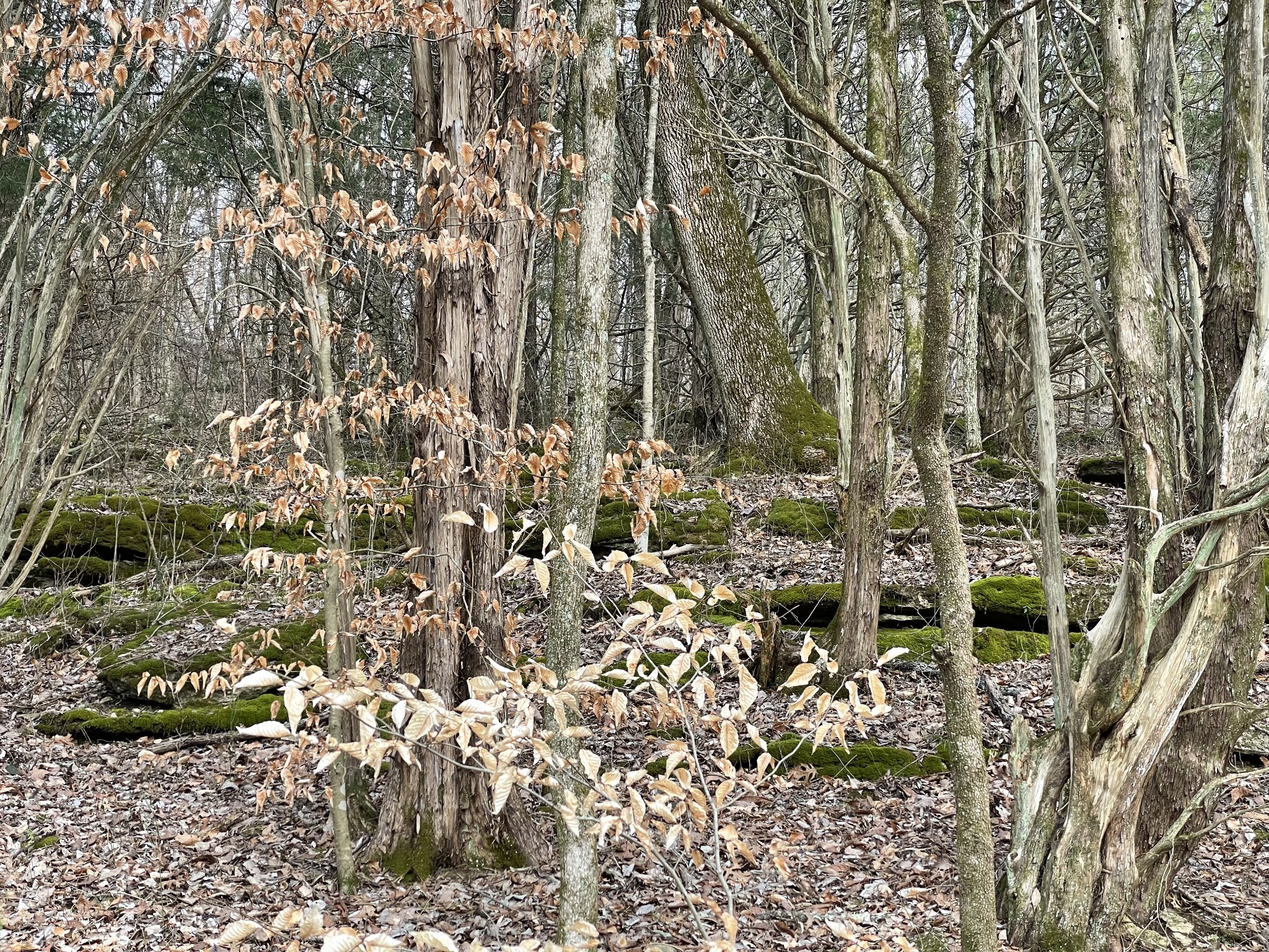 0 Johnson Branch Road Williamsport, TN 38487 - Photo 22 of 57 a view of a yard