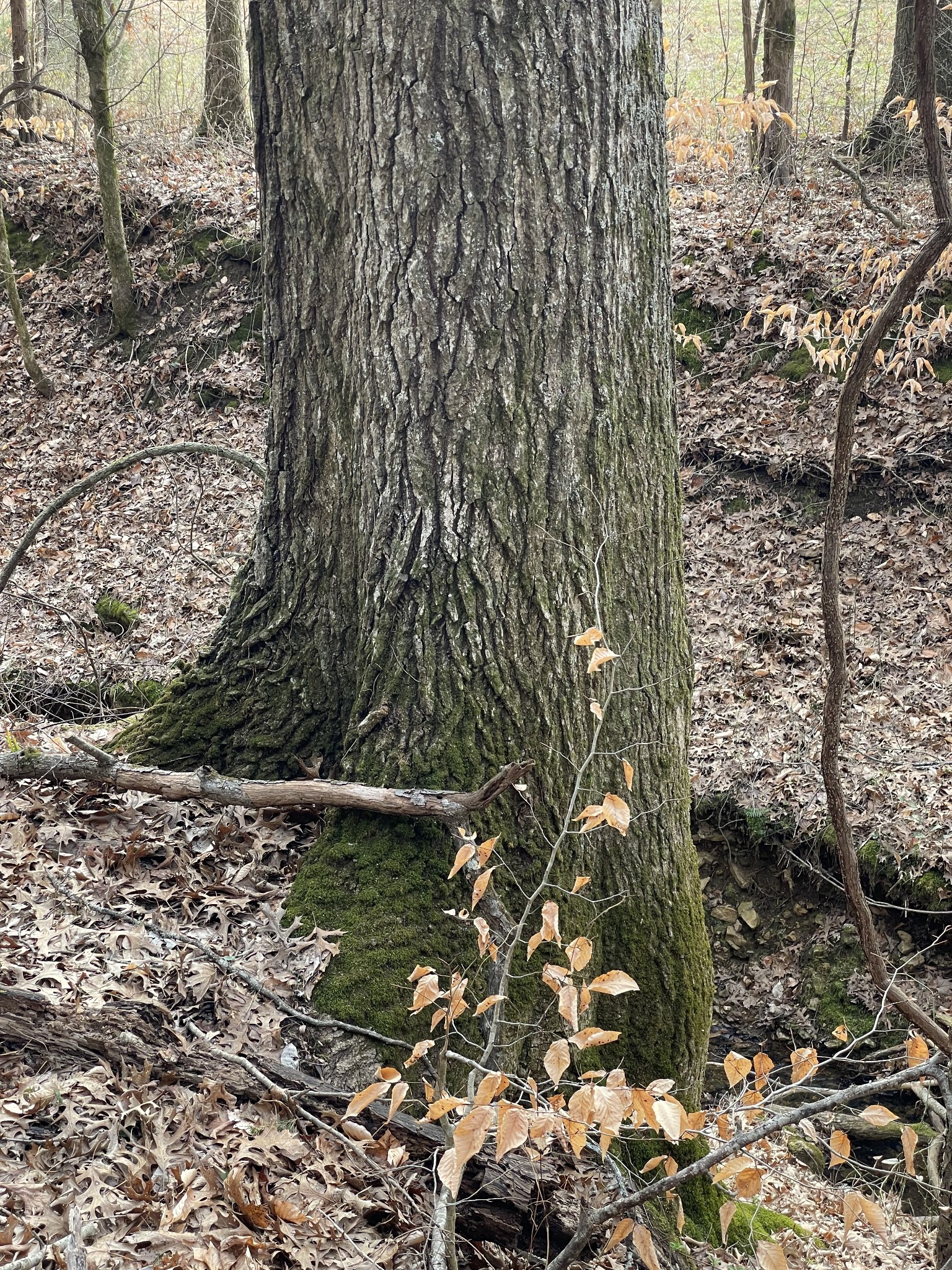 0 Johnson Branch Road Williamsport, TN 38487 - Photo 23 of 57 a close up of a sink