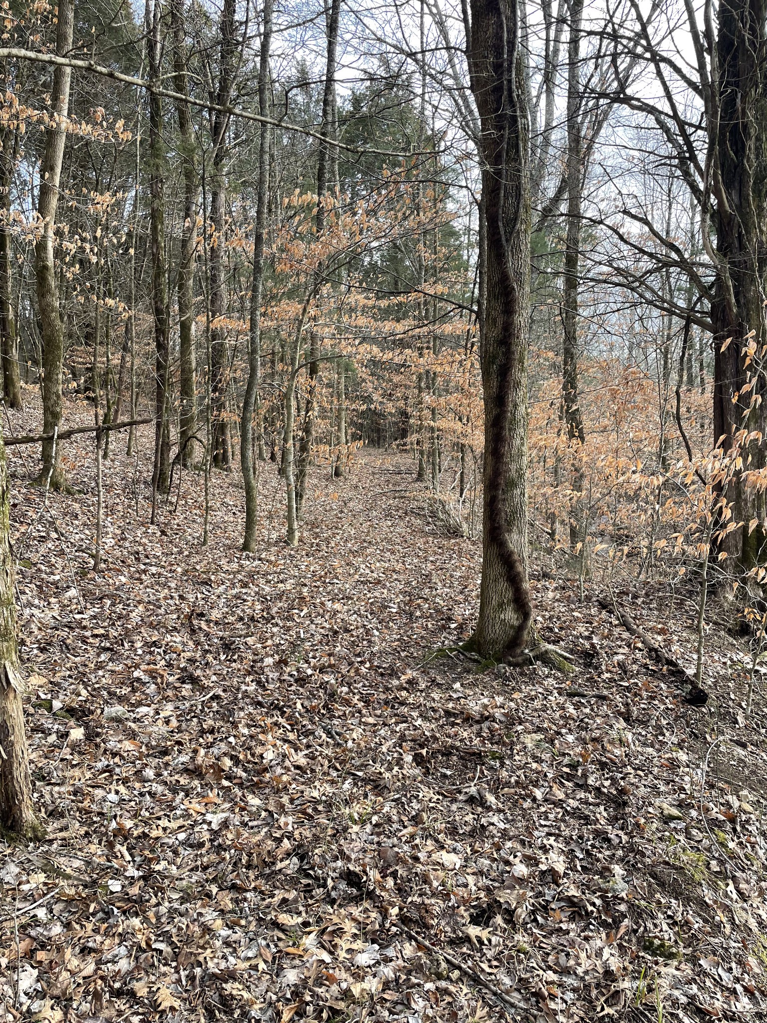 0 Johnson Branch Road Williamsport, TN 38487 - Photo 24 of 57 a view of a yard with brick wall