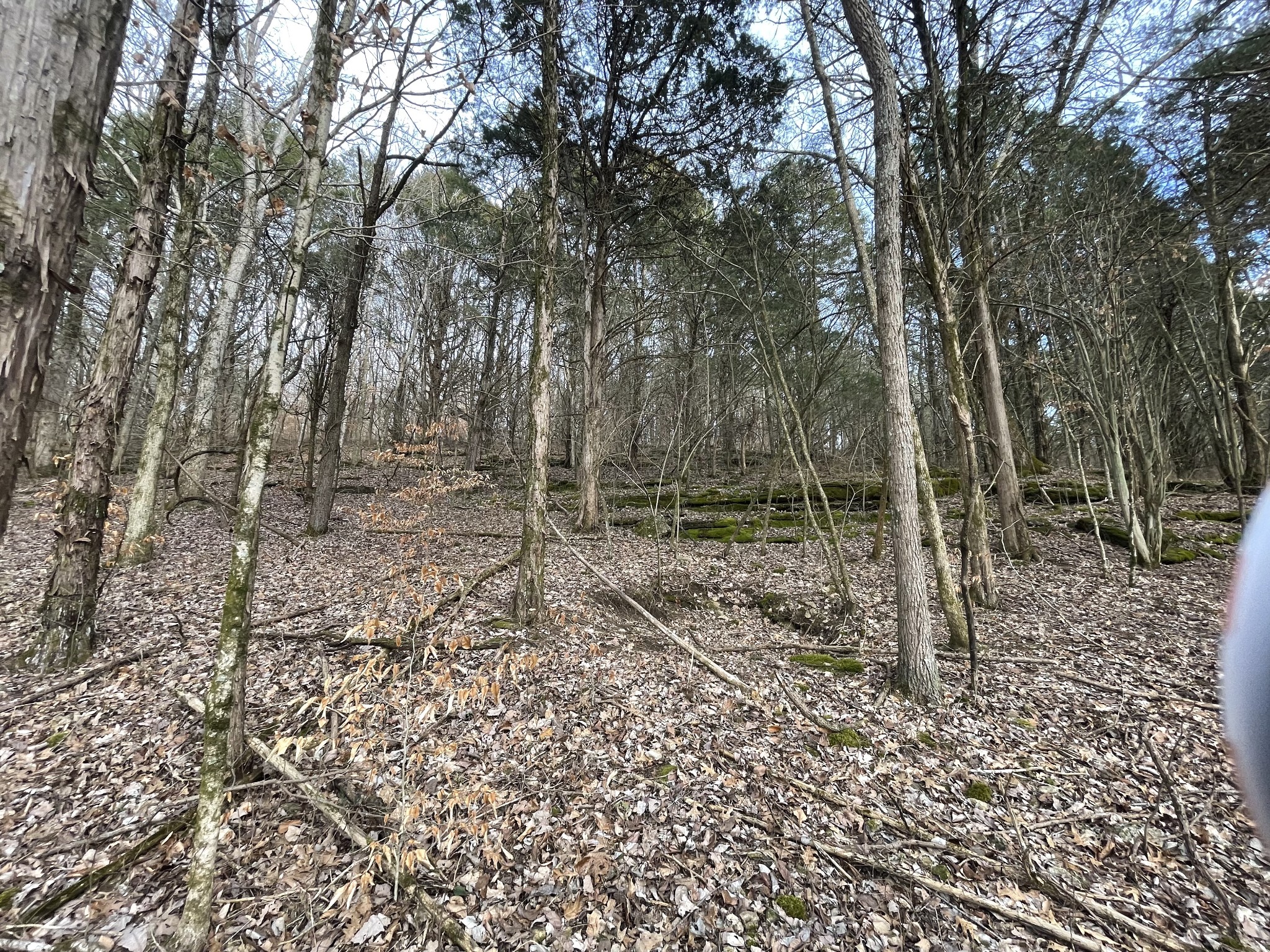 0 Johnson Branch Road Williamsport, TN 38487 - Photo 25 of 57 a backyard of a house with lots of green space