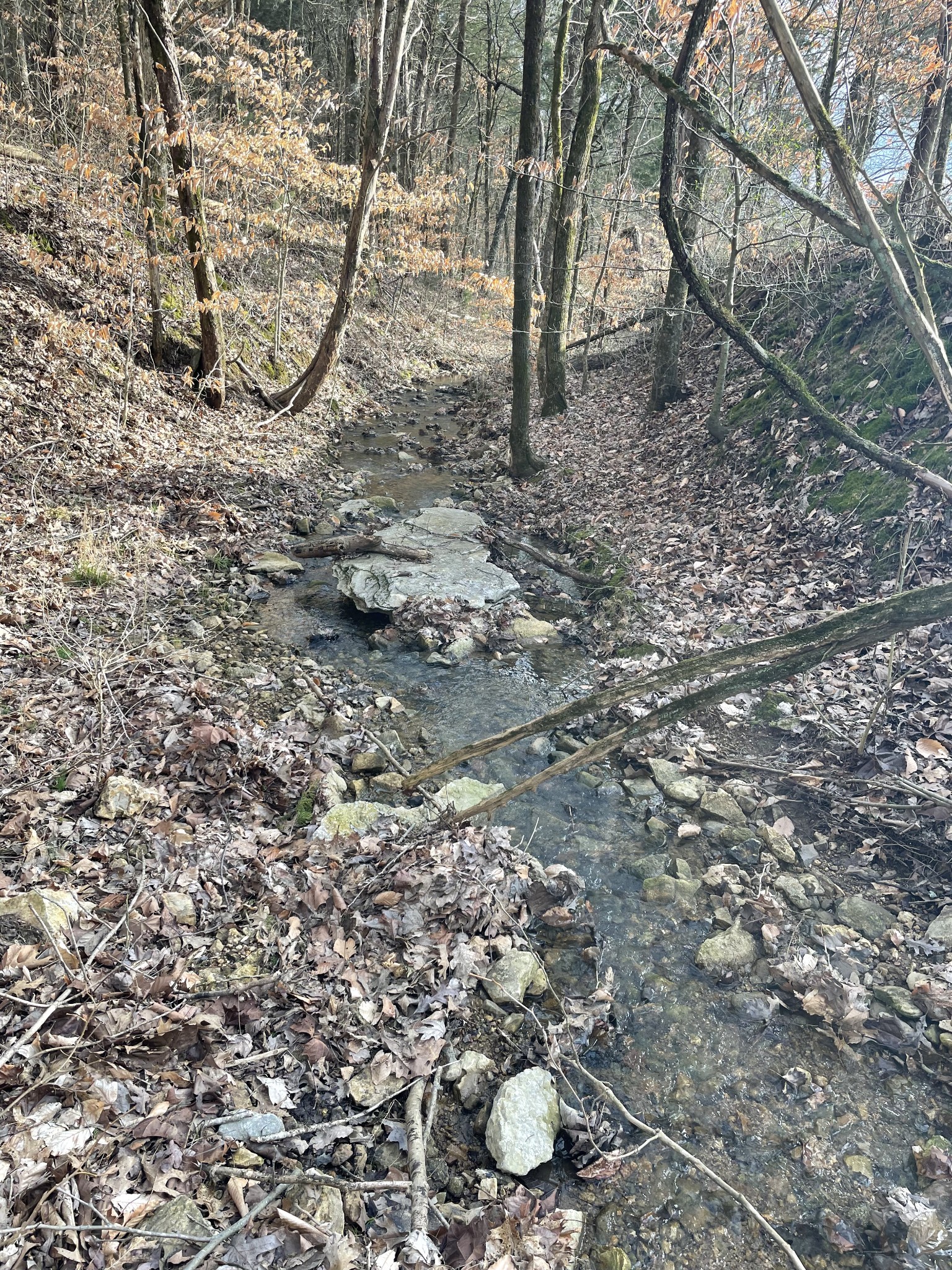 0 Johnson Branch Road Williamsport, TN 38487 - Photo 26 of 57 a view of a backyard of the house