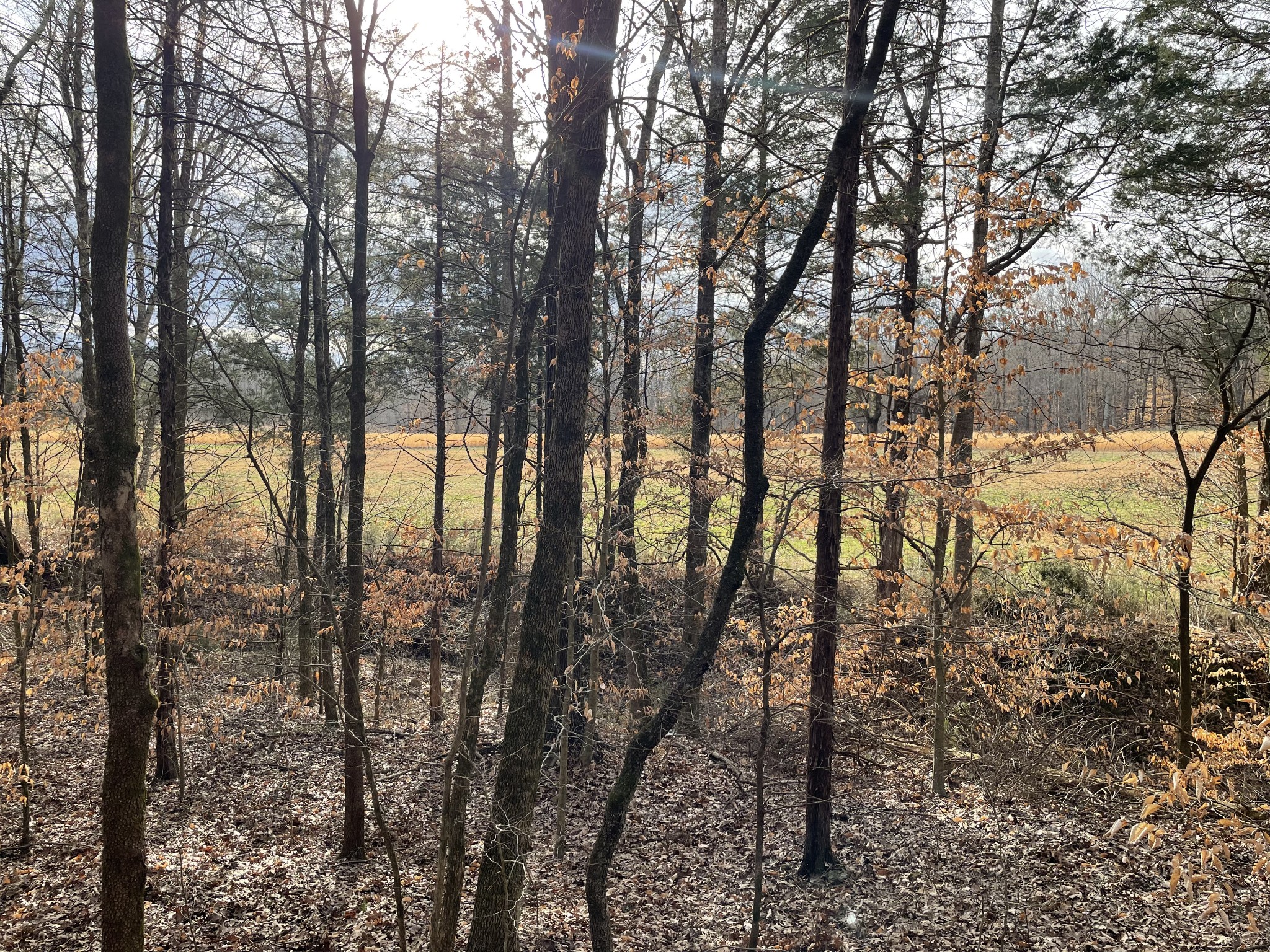 0 Johnson Branch Road Williamsport, TN 38487 - Photo 27 of 57 a view of trees and covered with snow