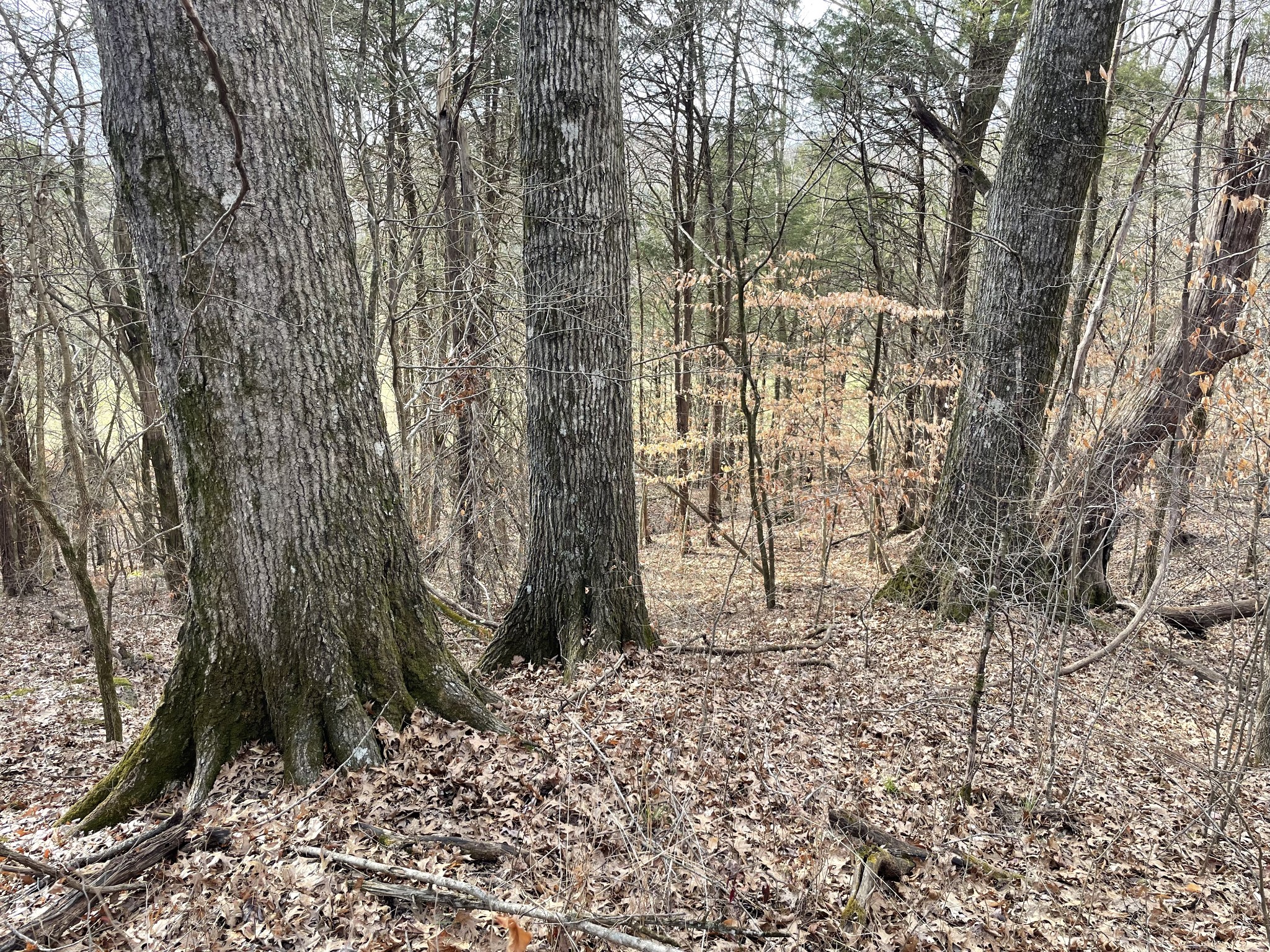 0 Johnson Branch Road Williamsport, TN 38487 - Photo 28 of 57 a view of a pathway with a yard