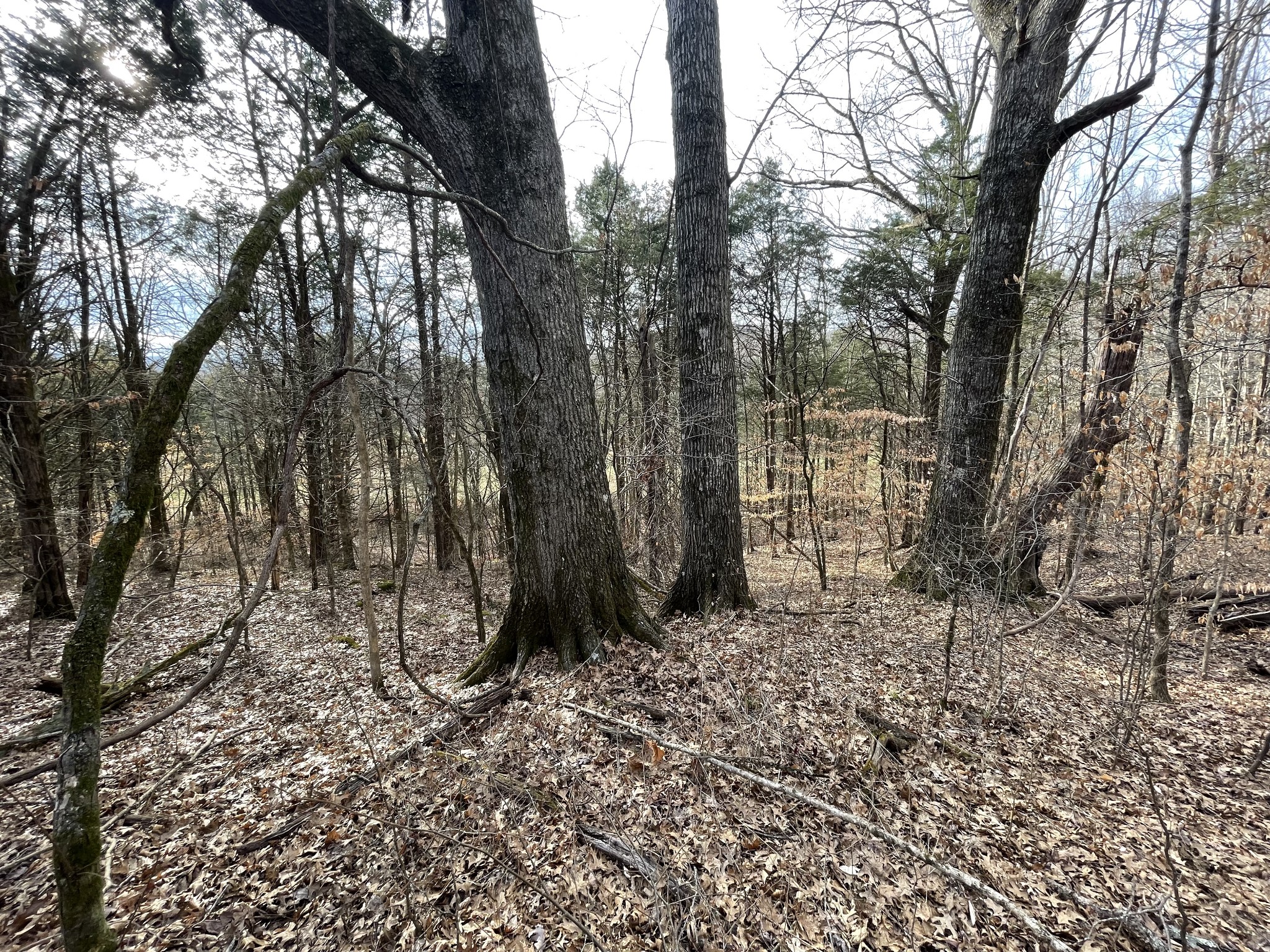 0 Johnson Branch Road Williamsport, TN 38487 - Photo 29 of 57 a backyard of a house with lots of green space