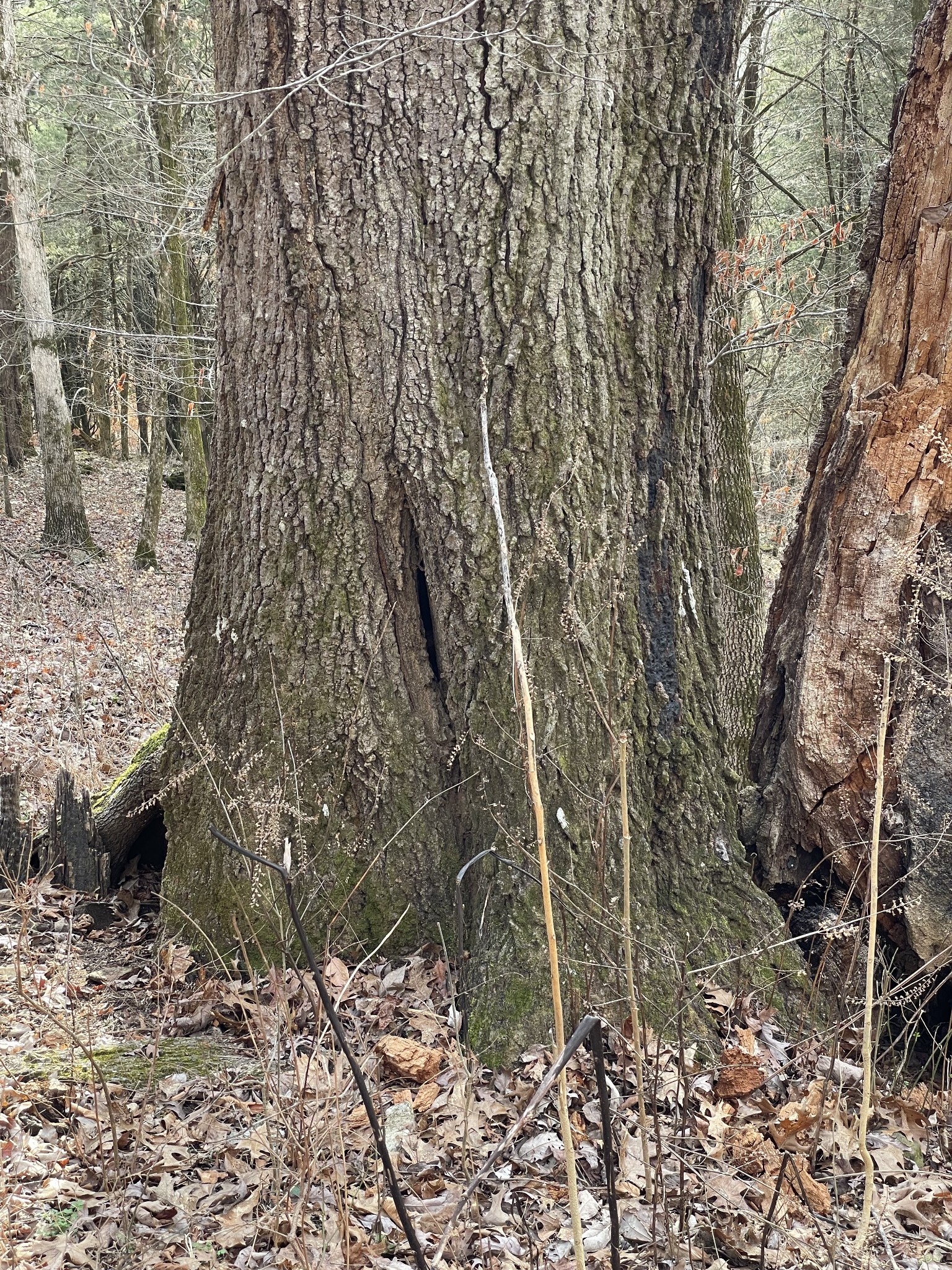 0 Johnson Branch Road Williamsport, TN 38487 - Photo 30 of 57 a view of a yard