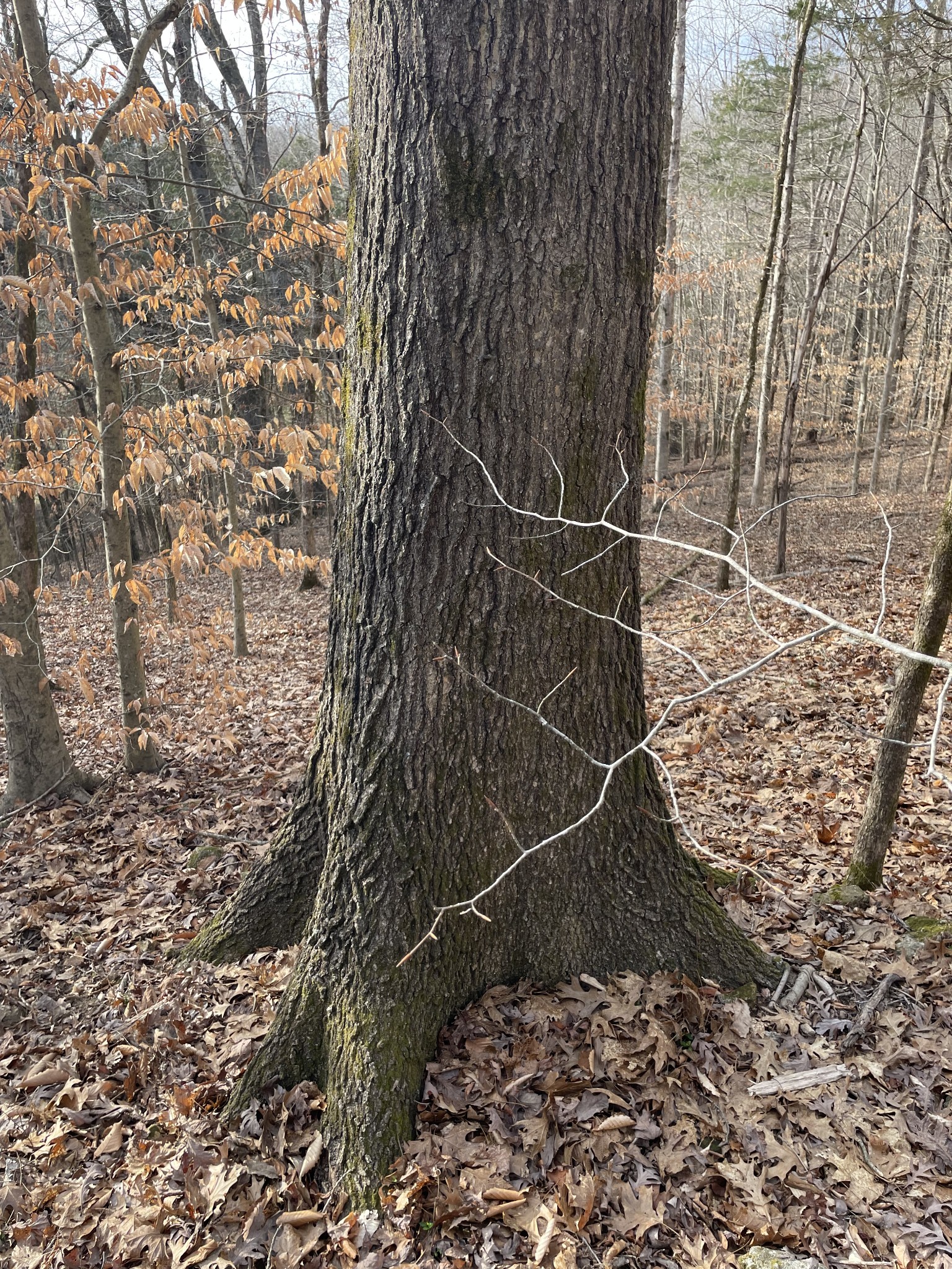 0 Johnson Branch Road Williamsport, TN 38487 - Photo 31 of 57 a view of a dry yard