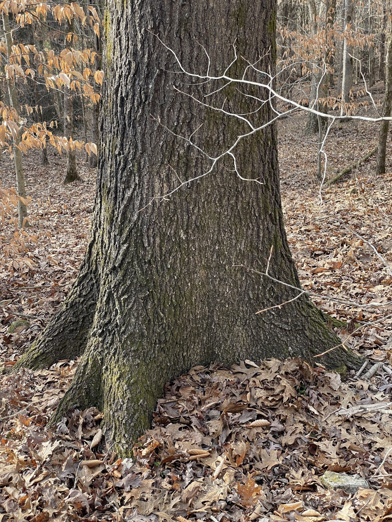 0 Johnson Branch Road Williamsport, TN 38487 - Photo 32 of 57