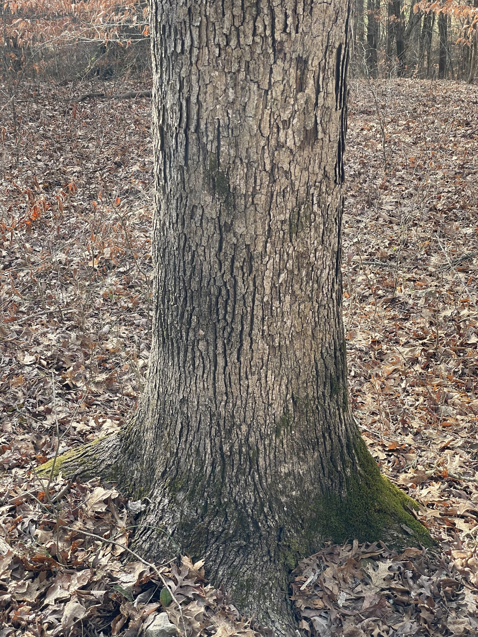 0 Johnson Branch Road Williamsport, TN 38487 - Photo 33 of 57 a view of a pathway
