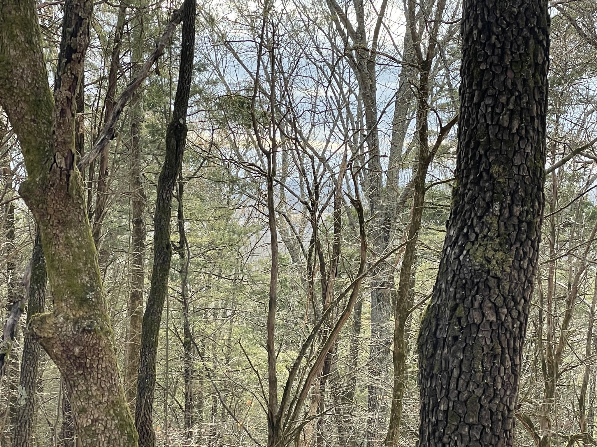 0 Johnson Branch Road Williamsport, TN 38487 - Photo 34 of 57