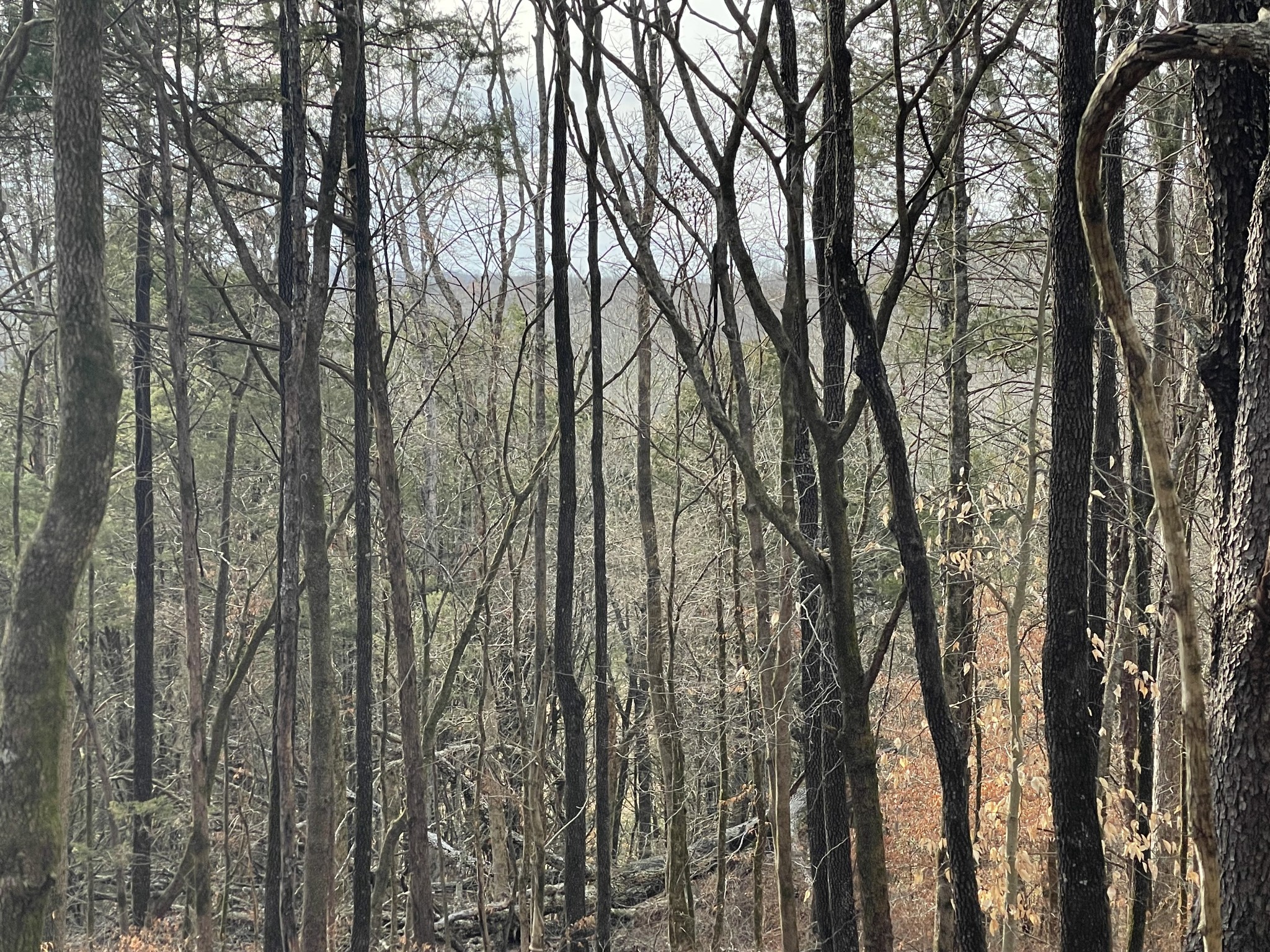 0 Johnson Branch Road Williamsport, TN 38487 - Photo 35 of 57 a view of forest