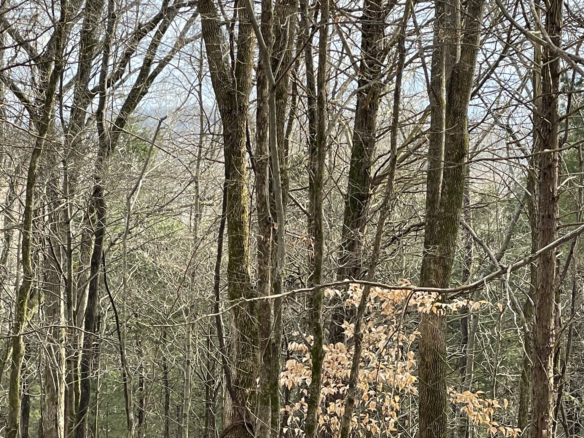 0 Johnson Branch Road Williamsport, TN 38487 - Photo 36 of 57 a view of outdoor space and trees