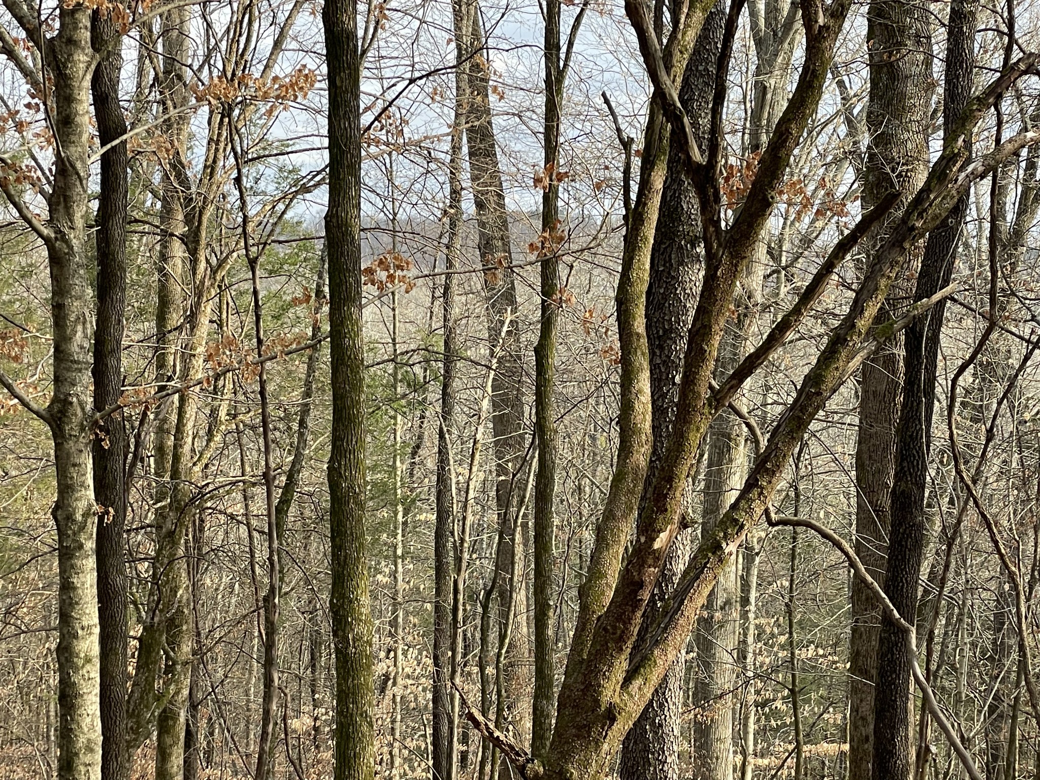 0 Johnson Branch Road Williamsport, TN 38487 - Photo 37 of 57 a view of a yard with a trees