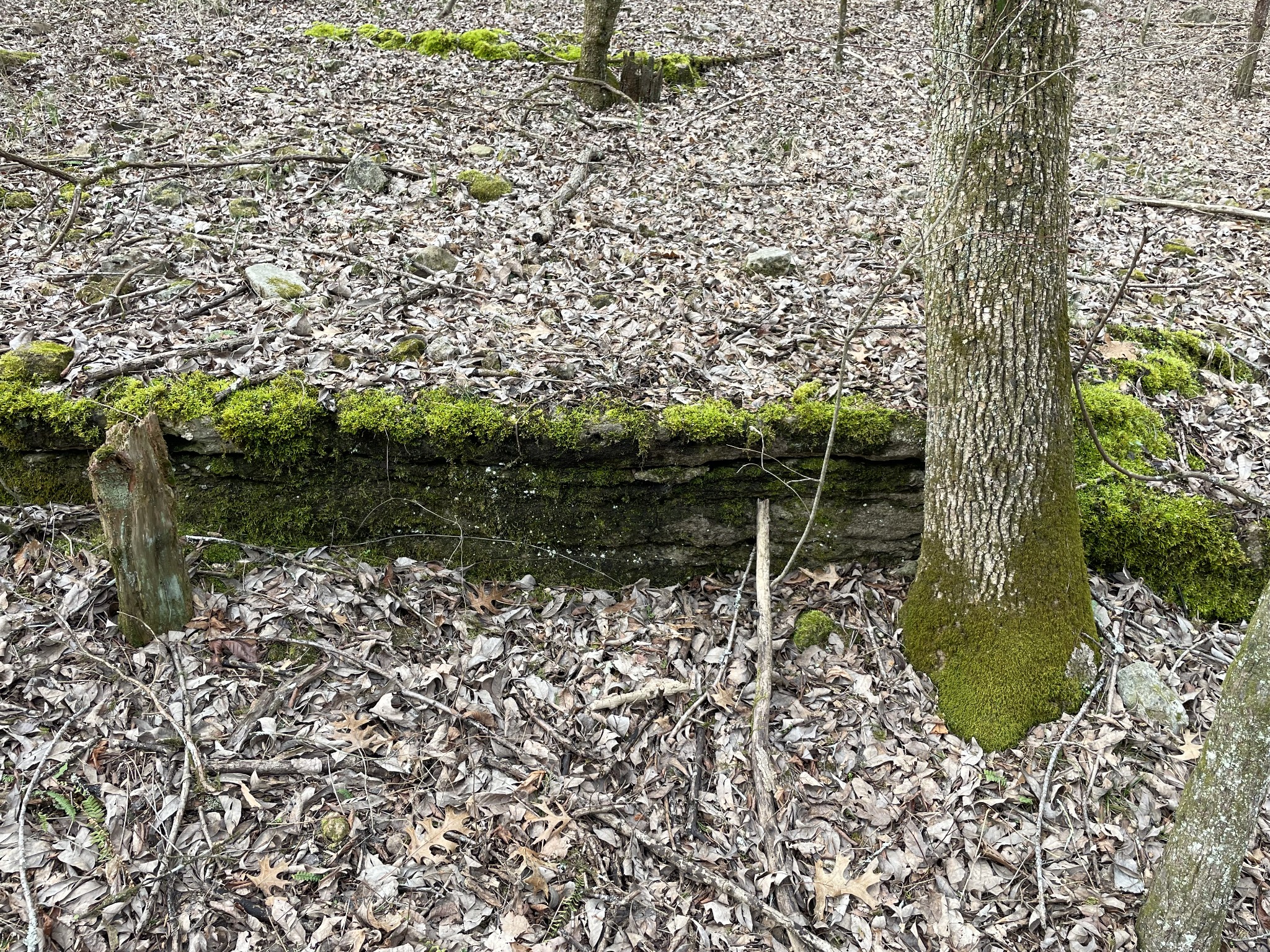 0 Johnson Branch Road Williamsport, TN 38487 - Photo 38 of 57 a view of a yard with plants and large trees