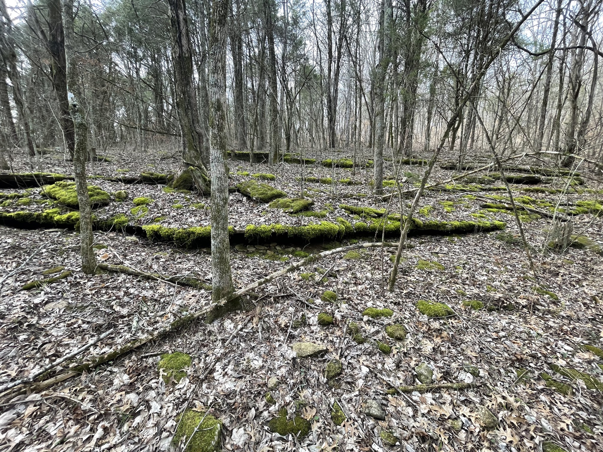 0 Johnson Branch Road Williamsport, TN 38487 - Photo 39 of 57 a view of a backyard of the house