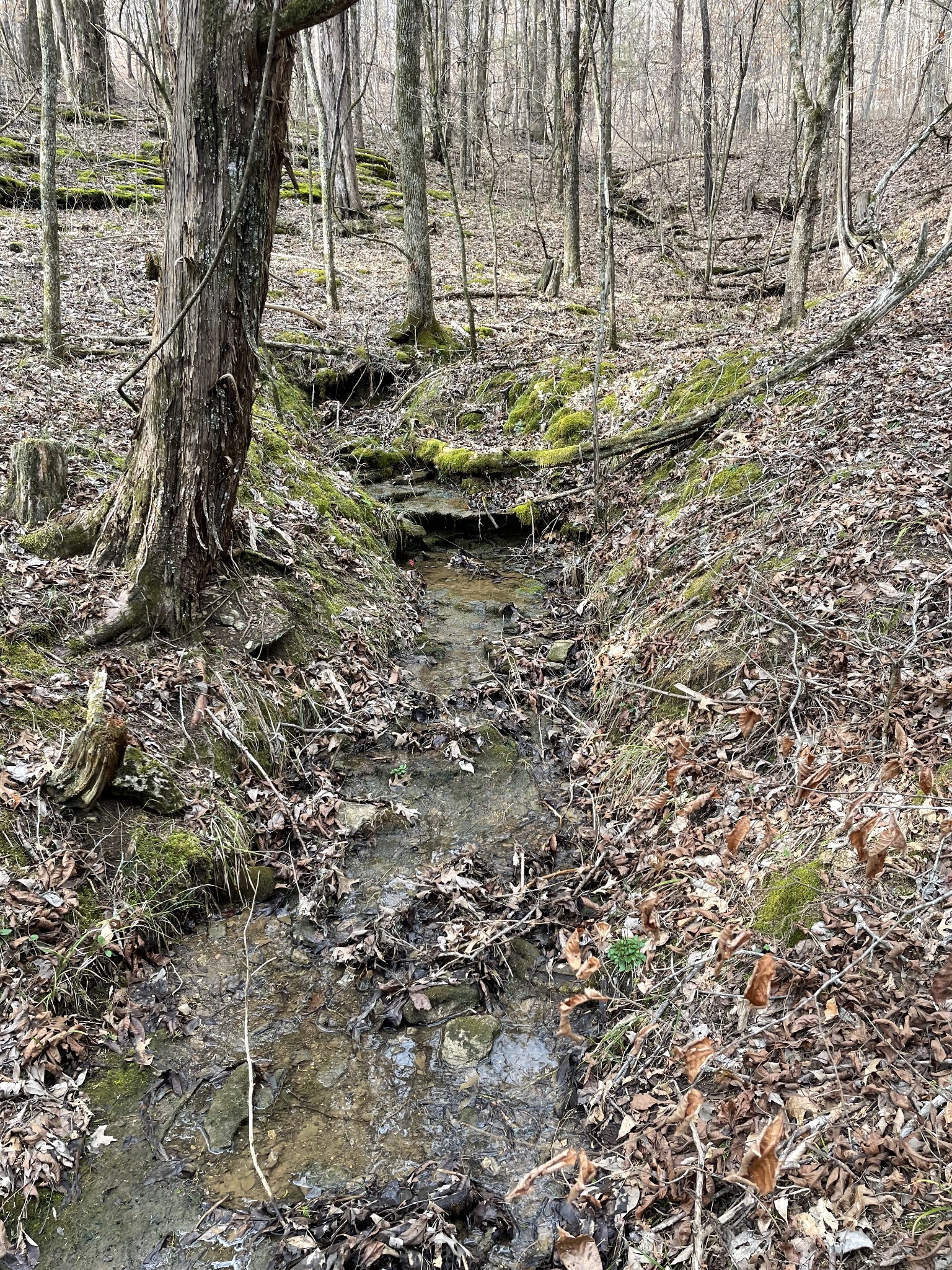 0 Johnson Branch Road Williamsport, TN 38487 - Photo 40 of 57 a view of outdoor space and a yard