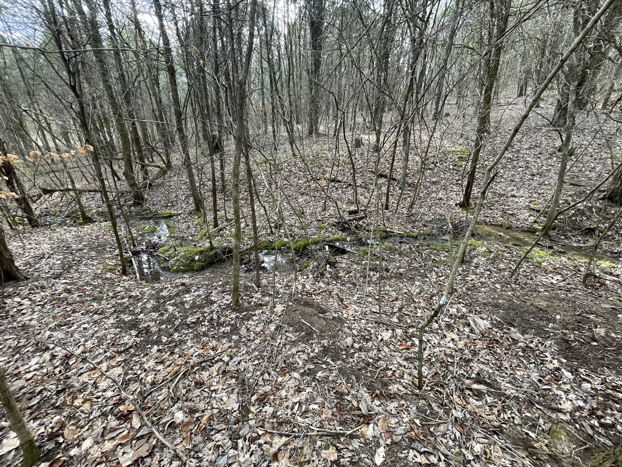 0 Johnson Branch Road Williamsport, TN 38487 - Photo 41 of 57 a view of a yard with large trees
