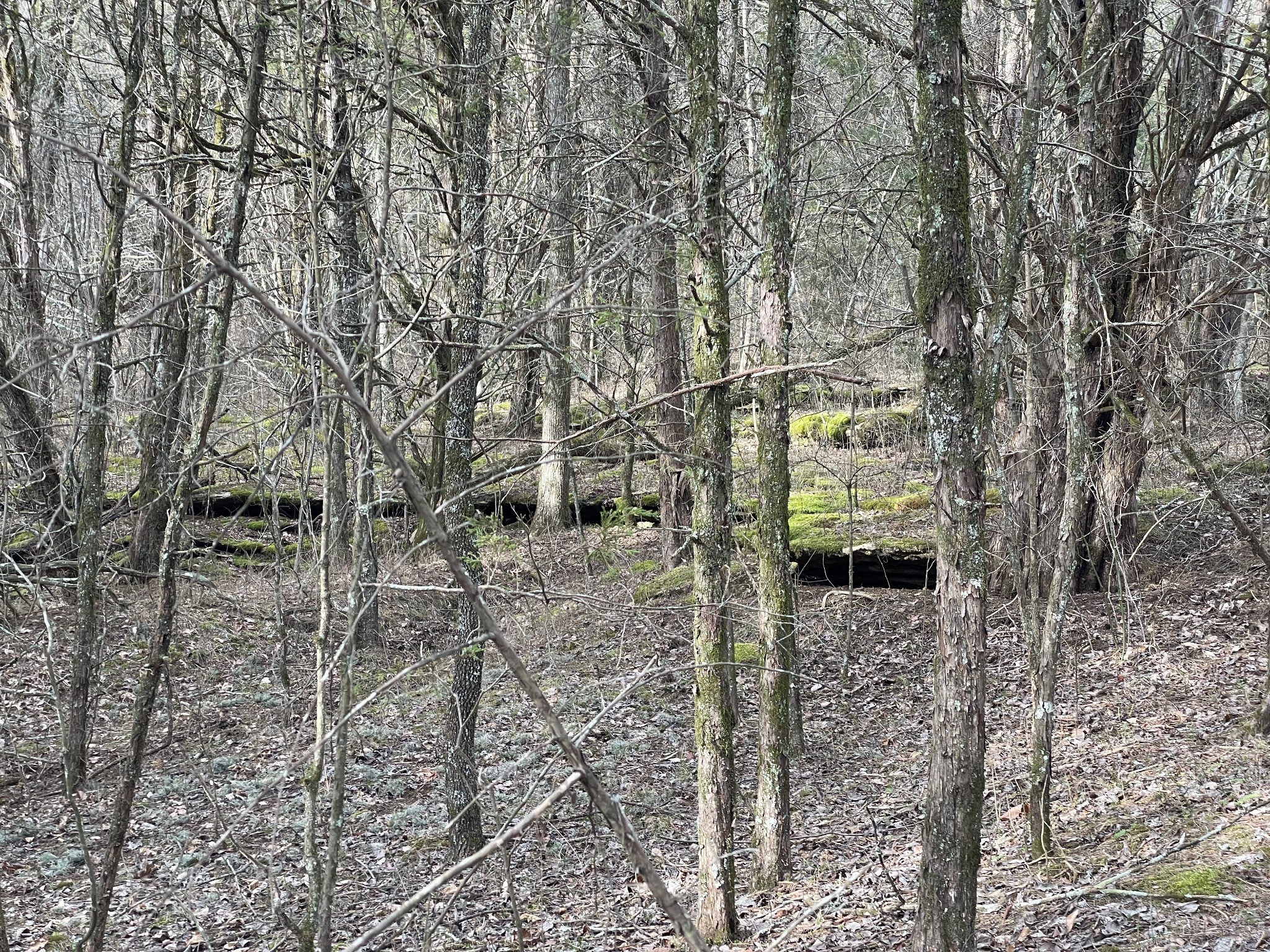 0 Johnson Branch Road Williamsport, TN 38487 - Photo 42 of 57