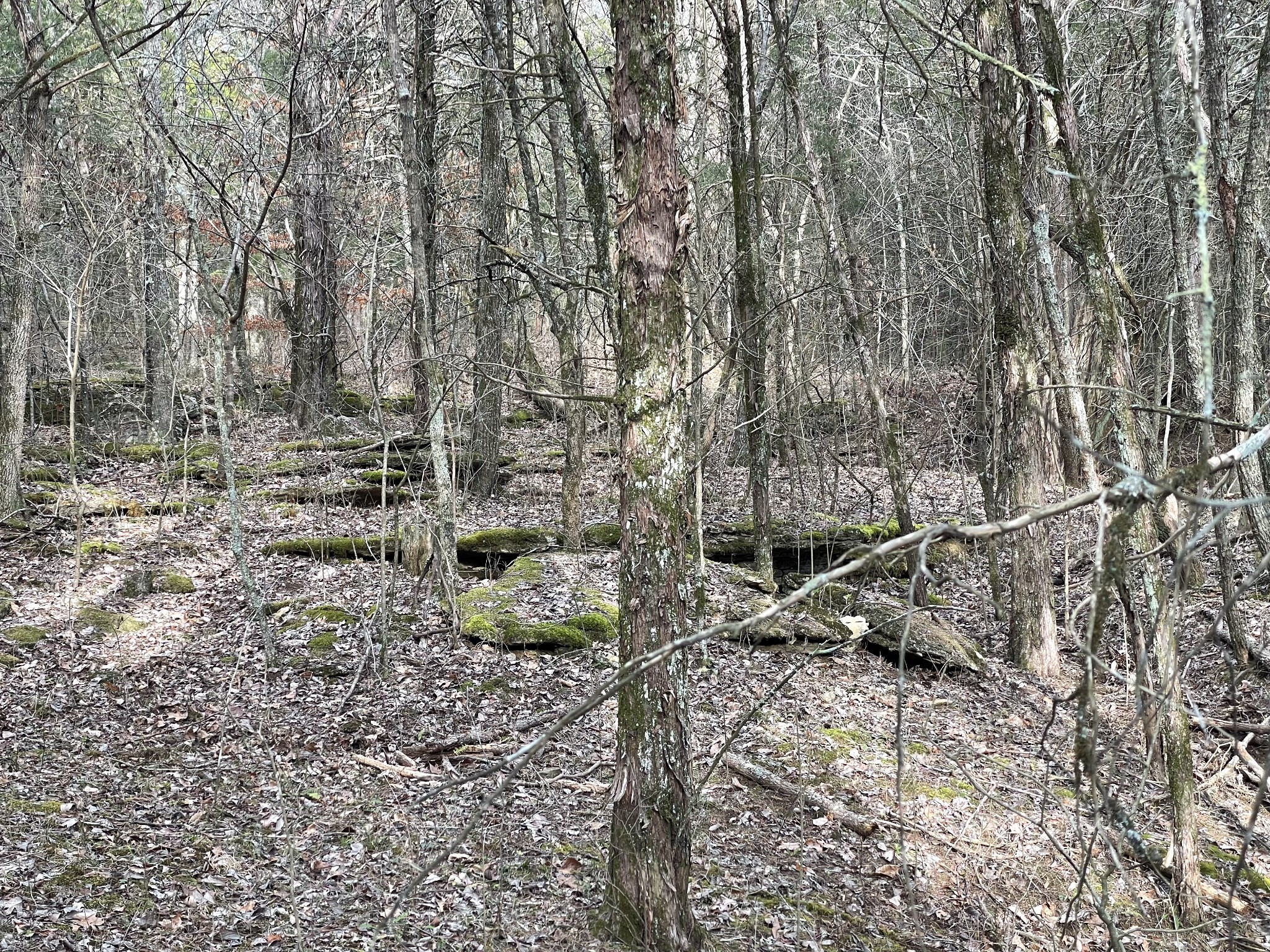 0 Johnson Branch Road Williamsport, TN 38487 - Photo 43 of 57 a backyard of a house with lots of green space
