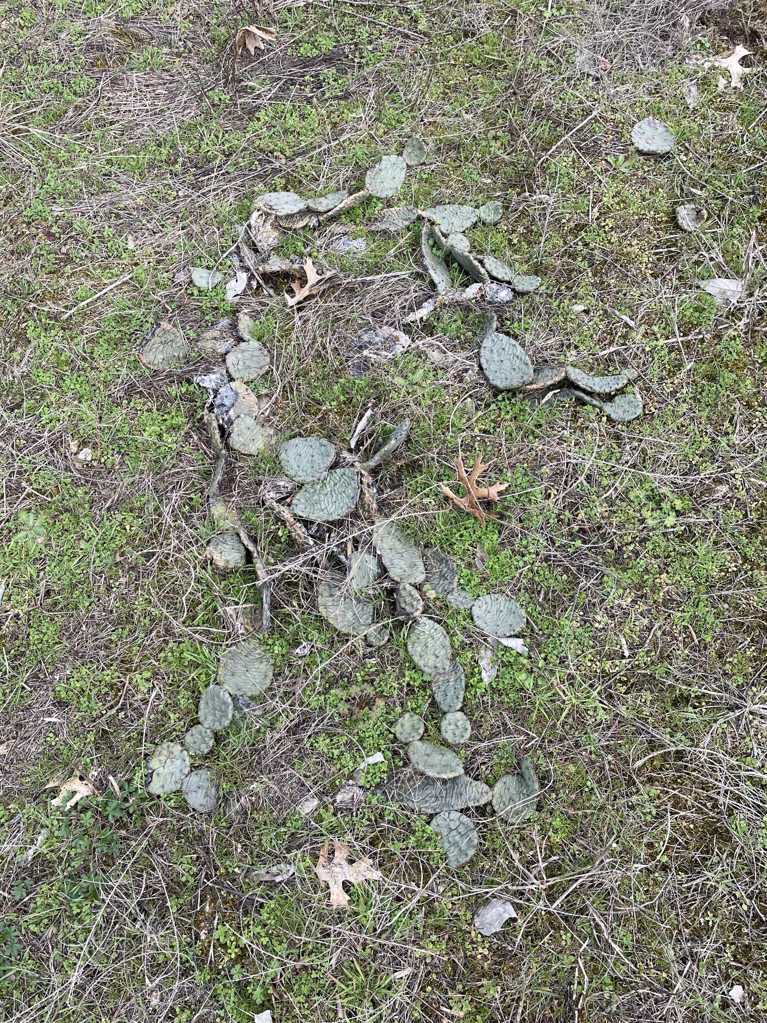 0 Johnson Branch Road Williamsport, TN 38487 - Photo 45 of 57 a picture of a tree