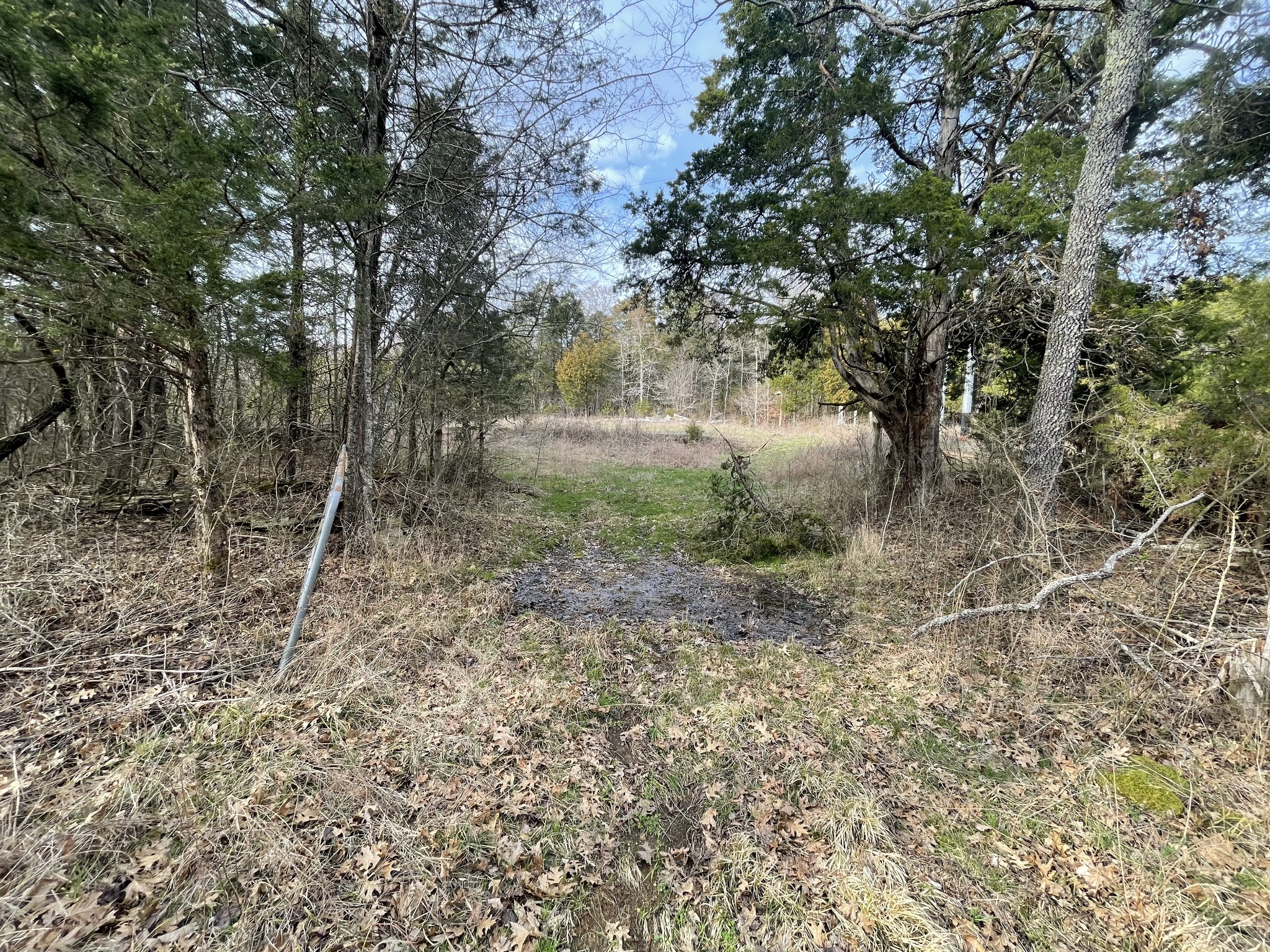 0 Johnson Branch Road Williamsport, TN 38487 - Photo 48 of 57 a view of a forest filled with trees
