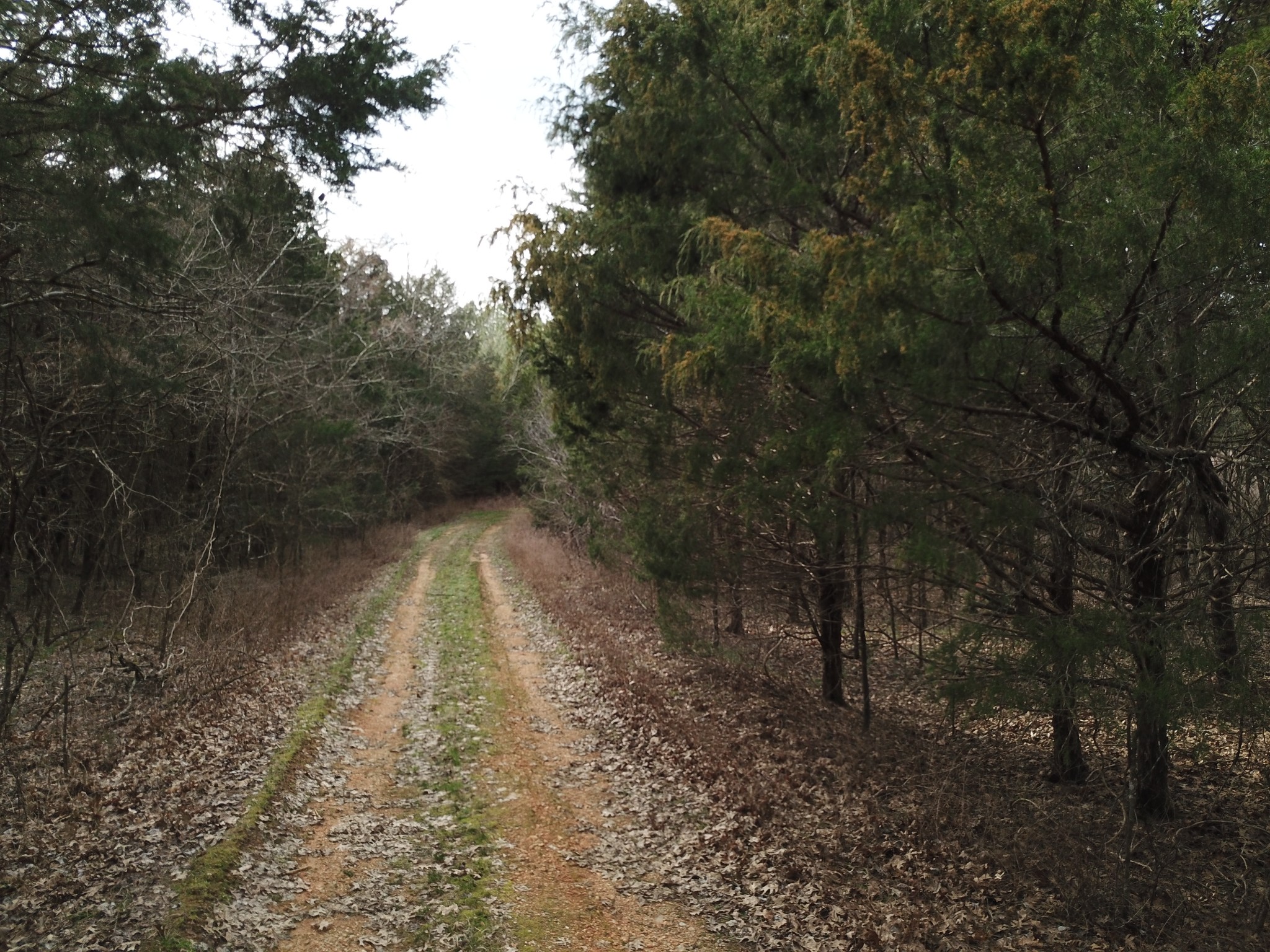 0 Johnson Branch Road Williamsport, TN 38487 - Photo 50 of 57 a backyard of a house with lots of green space