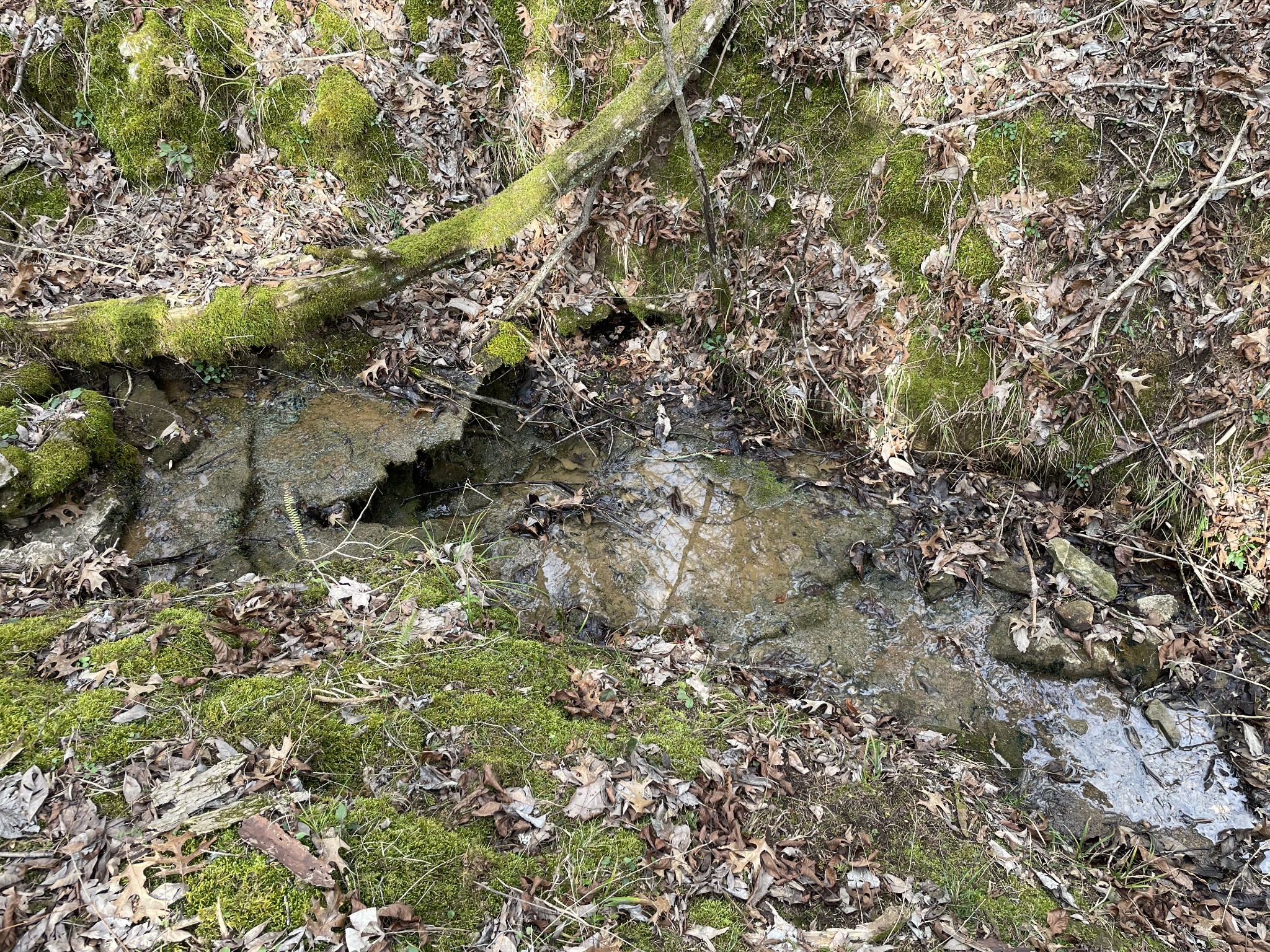 0 Johnson Branch Road Williamsport, TN 38487 - Photo 5 of 57 a view of a tree in a yard