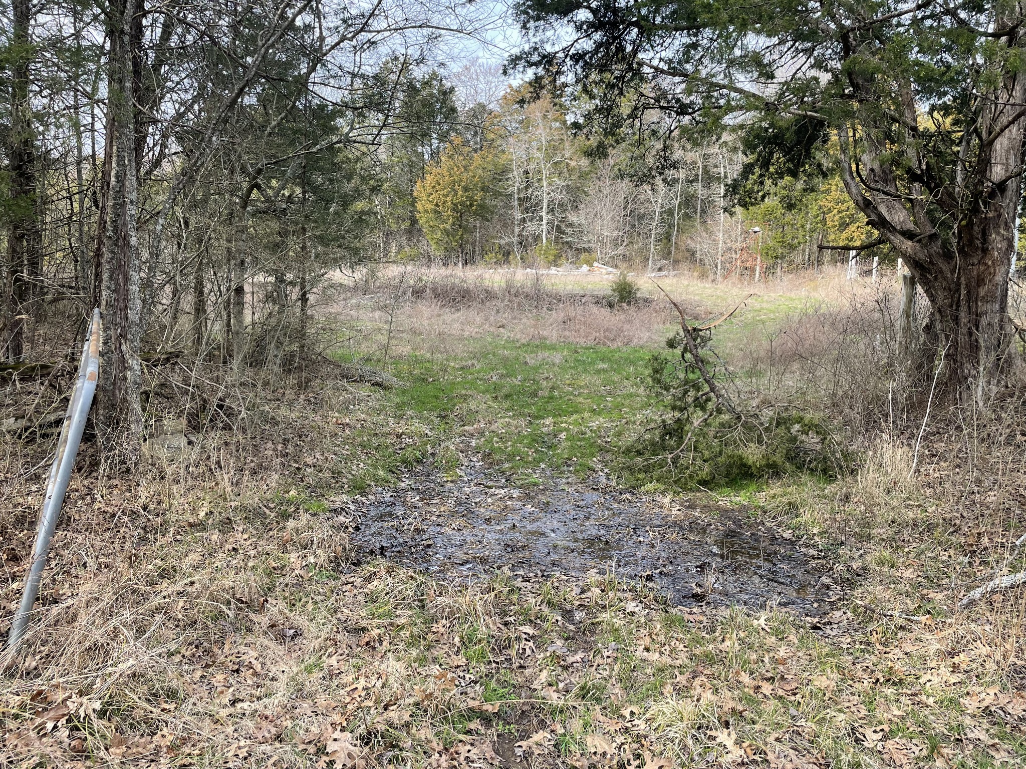 0 Johnson Branch Road Williamsport, TN 38487 - Photo 53 of 57 a view of a yard with a tree