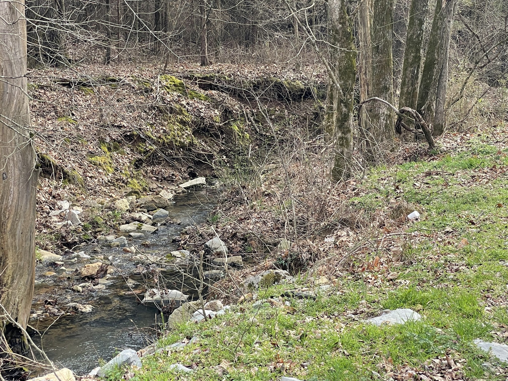 0 Johnson Branch Road Williamsport, TN 38487 - Photo 56 of 57 a view of a yard with large trees