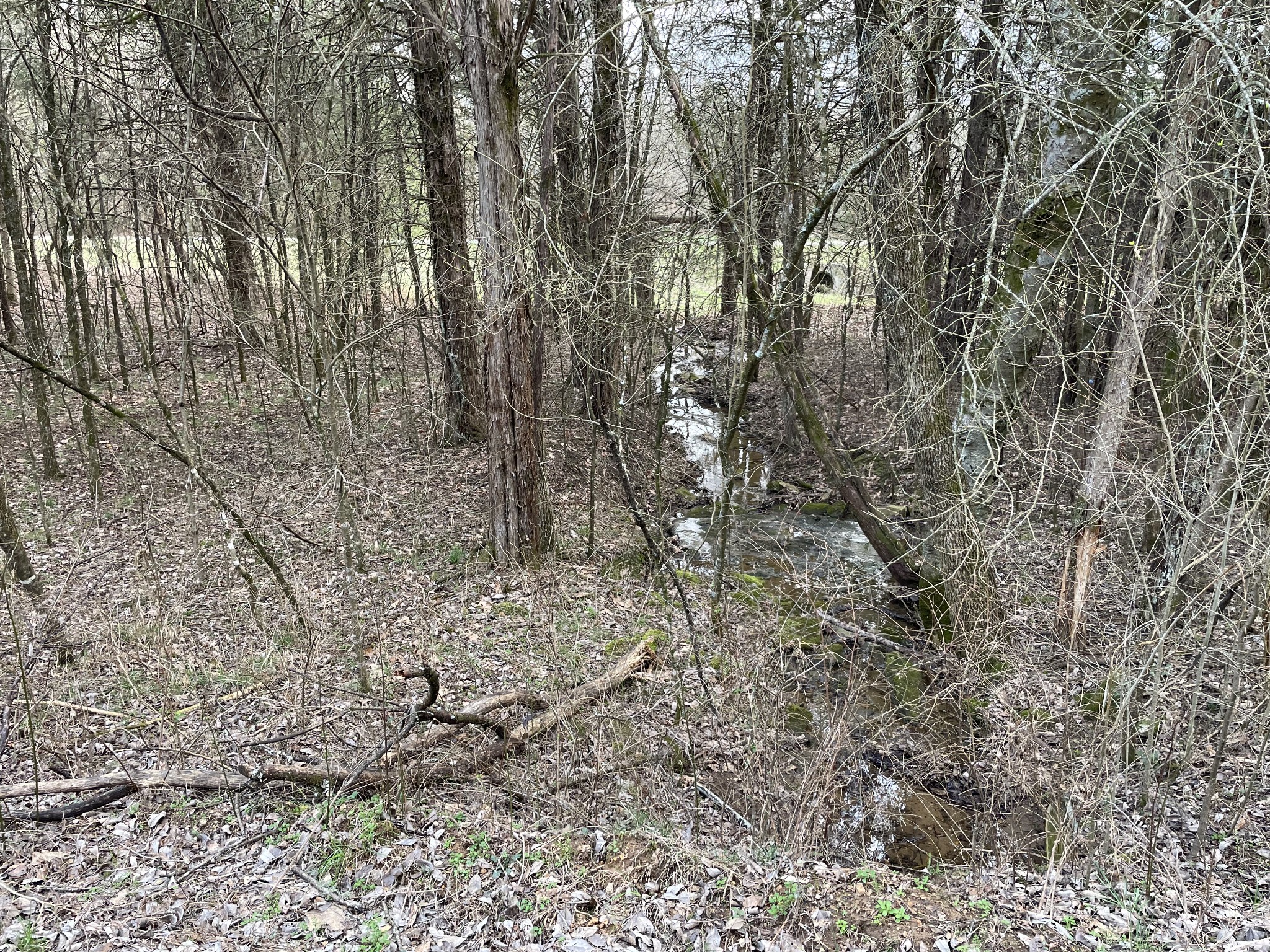 0 Johnson Branch Road Williamsport, TN 38487 - Photo 7 of 57 a view of a yard with large trees