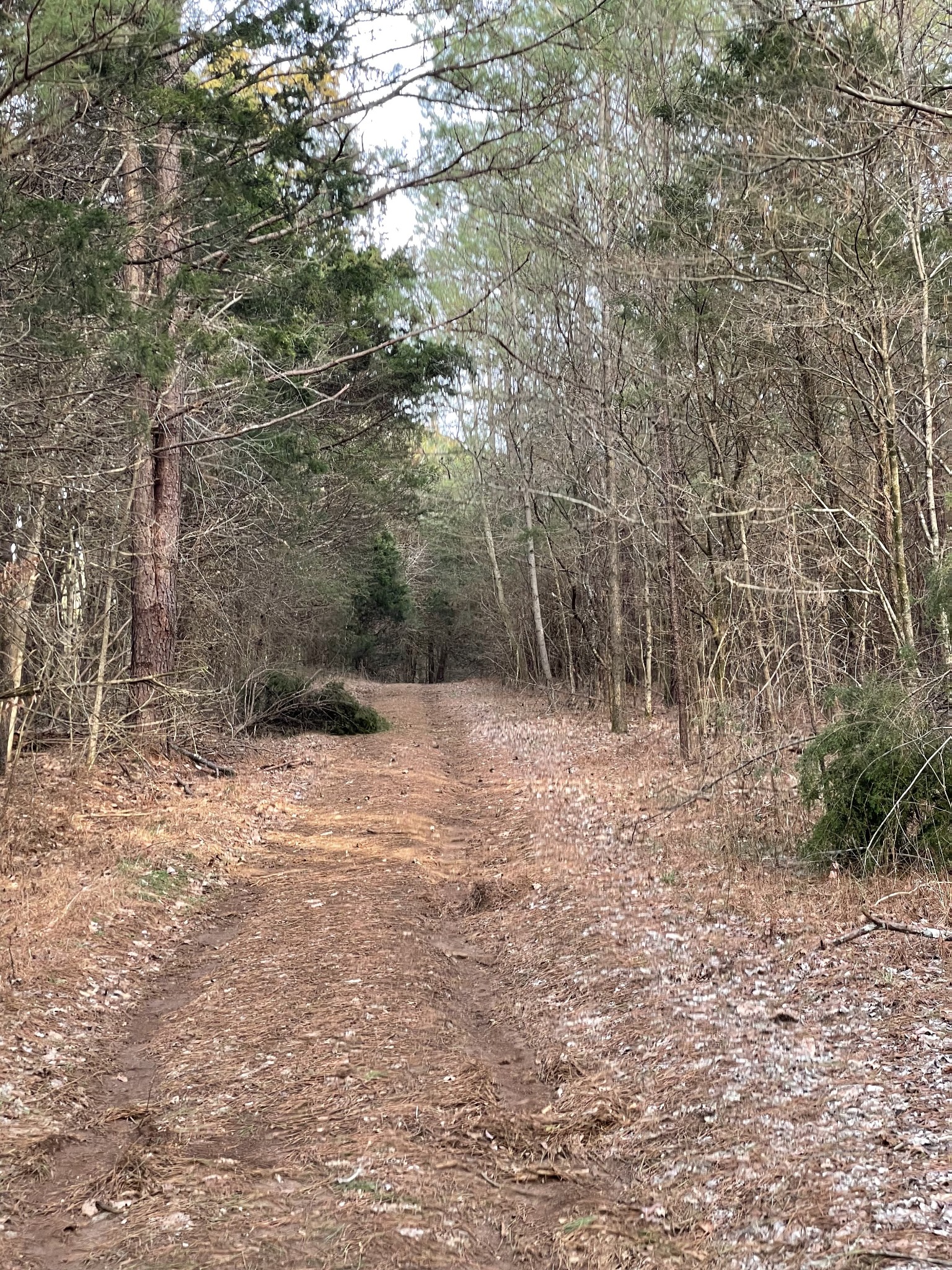 0 Johnson Branch Road Williamsport, TN 38487 - Photo 8 of 57 a view of a forest with trees in the background