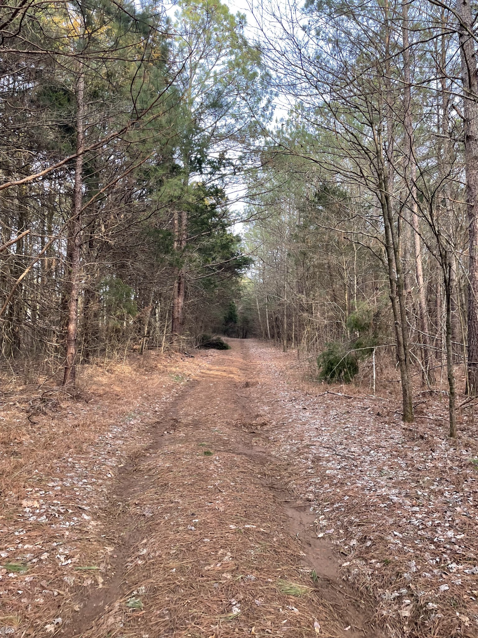 0 Johnson Branch Road Williamsport, TN 38487 - Photo 9 of 57 a view of a yard with a tree