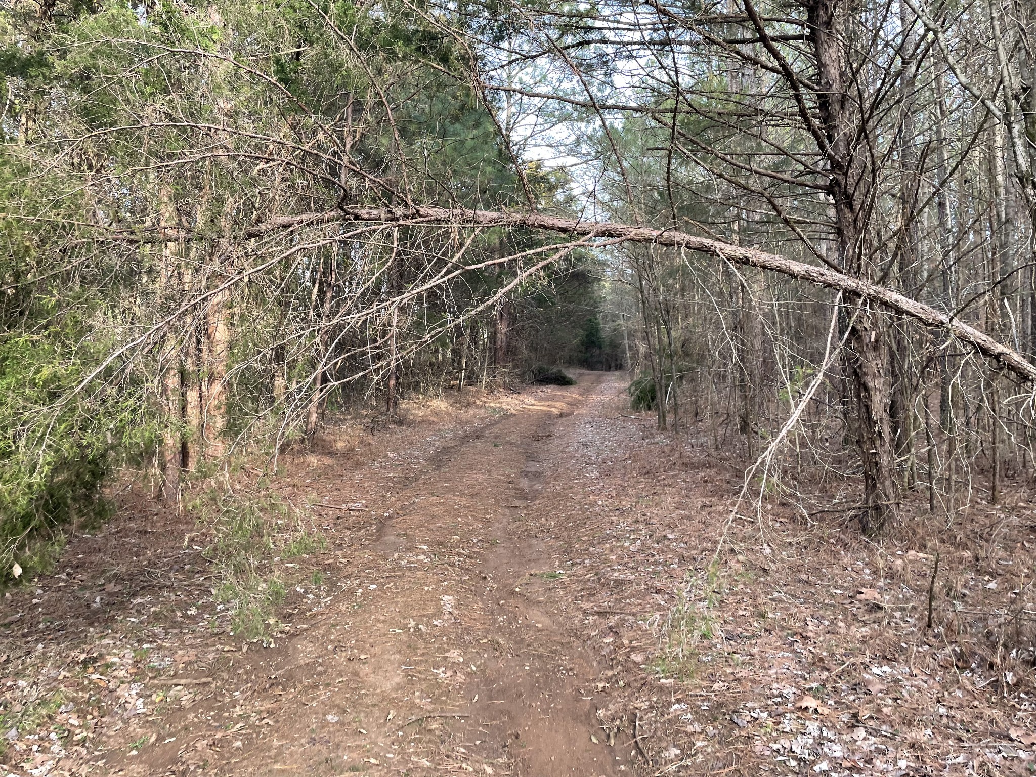 0 Johnson Branch Road Williamsport, TN 38487 - Photo 10 of 57