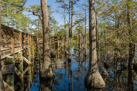 a view of a house with a yard and tree s