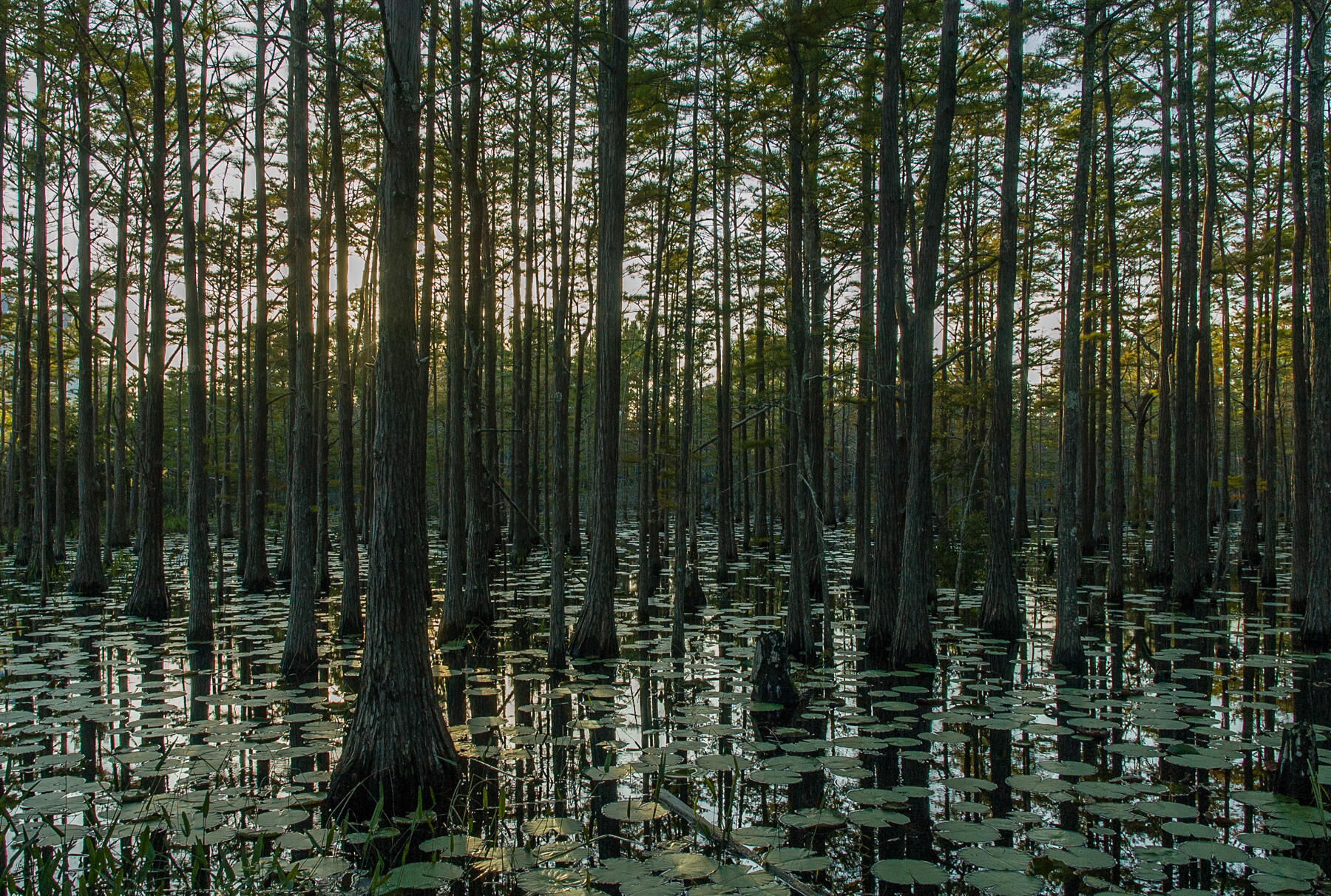 20 Cypress Walk Santa Rosa Beach, FL 32459 - Photo 47 of 47 a view of lots of trees