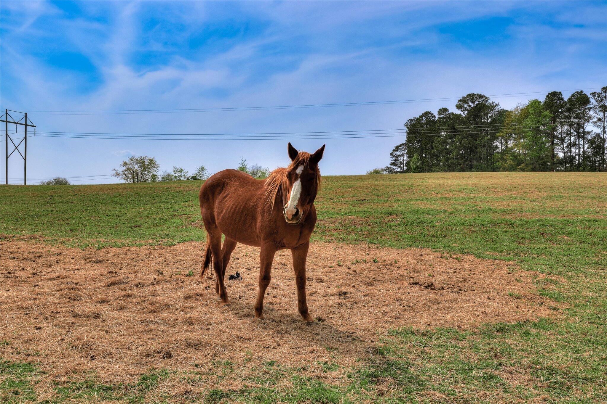 125 Peach Cider Road Batesburg, SC 29006 - Photo 22 of 82