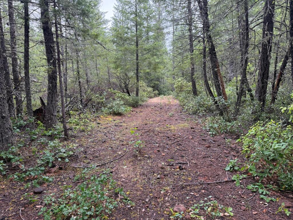 Lone Mountain Road, Unit 1300 Cave Junction, OR 97523 - Photo 9 of 15 a view of a forest with trees in the background