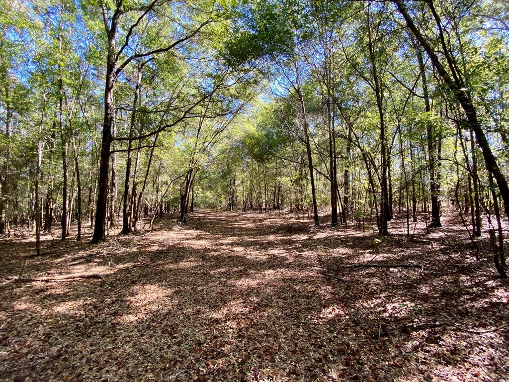 0 Clubhouse Road Coleman, GA 39836 - Photo 13 of 33 Gallery Image 13