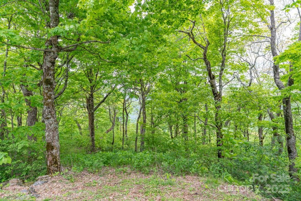 Lot 16 Crown Point Road, Unit 16 Hubert, NC 28539 - Photo 7 of 28 a view of a lush green forest