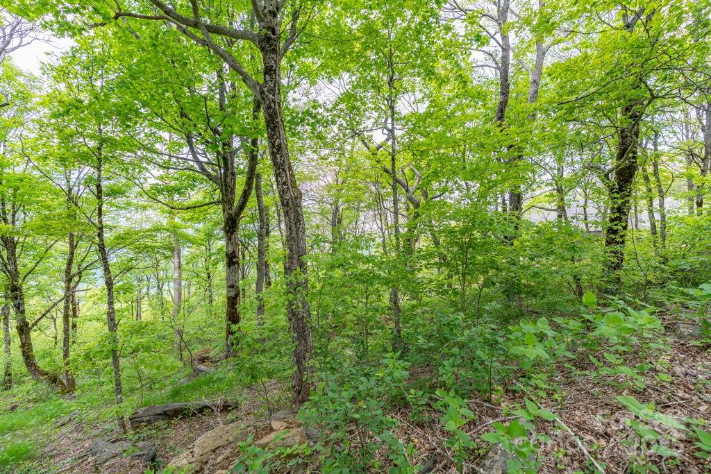 Lot 16 Crown Point Road, Unit 16 Hubert, NC 28539 - Photo 10 of 28 a view of forest