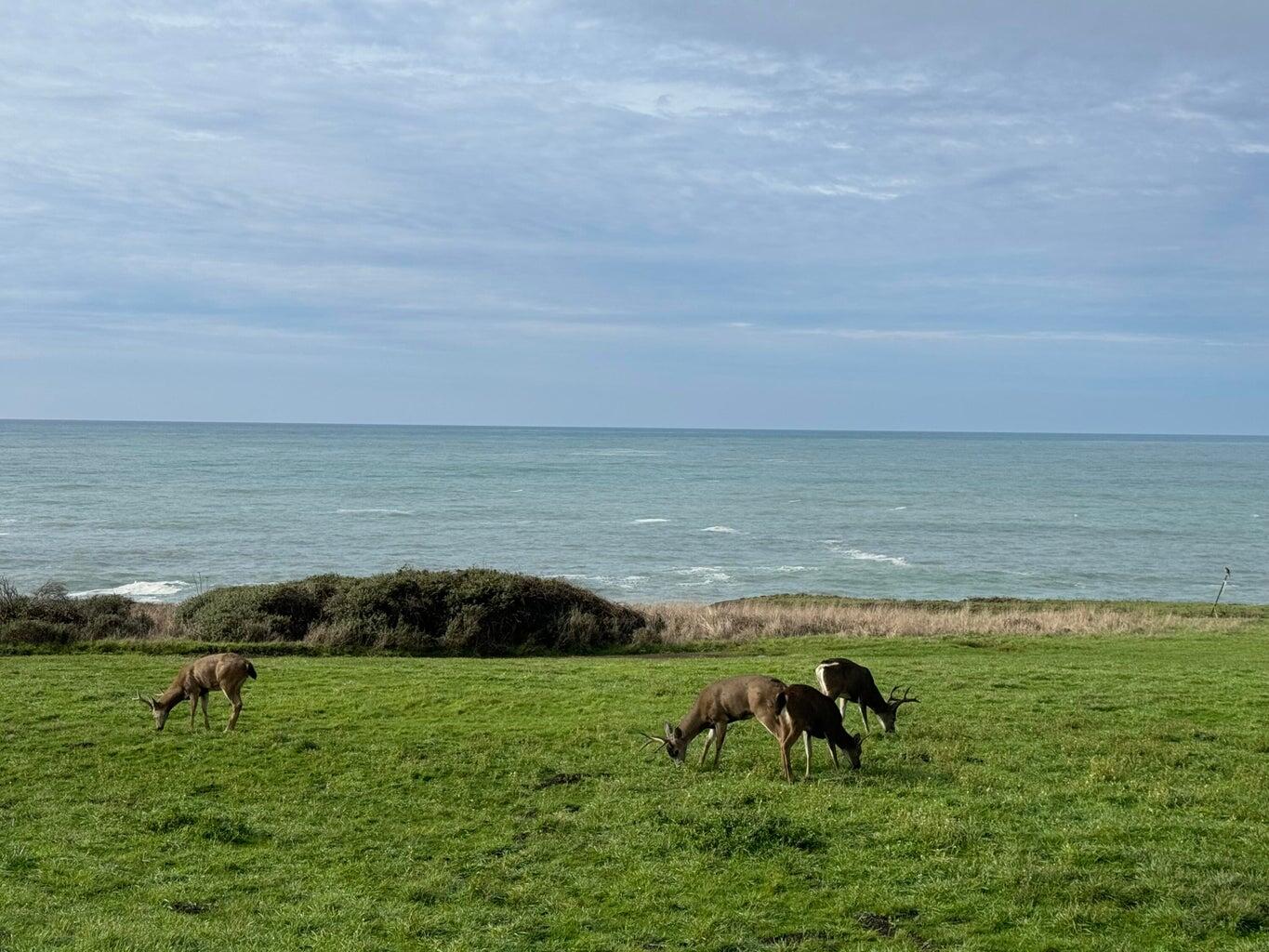 416 Ridge Road Shelter Cove, CA 95589 - Photo 14 of 15 deer