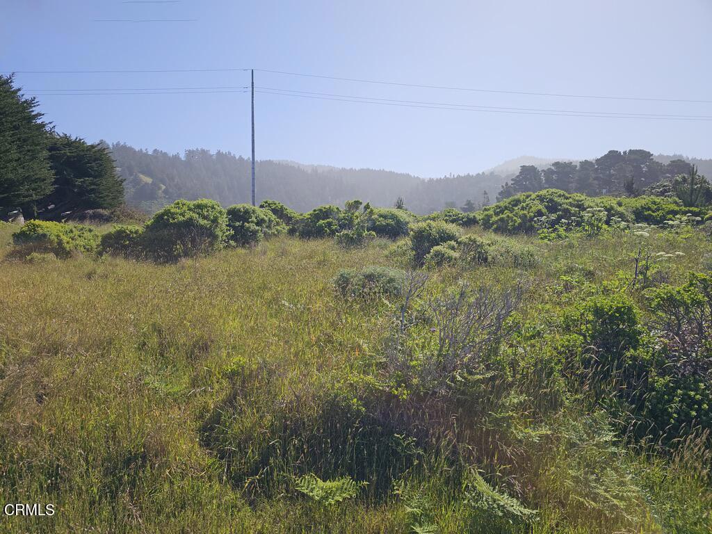 a view of a lush green outdoor space with a lake view
